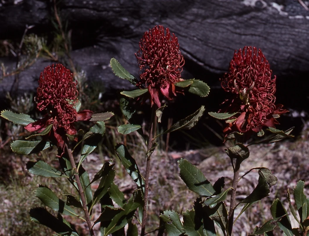 Website photo 1978 12B - Waratah.jpg
