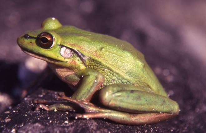 Endangered Green & Golden Bell Frog (Litoria aurea) on Broughton Island, NSW