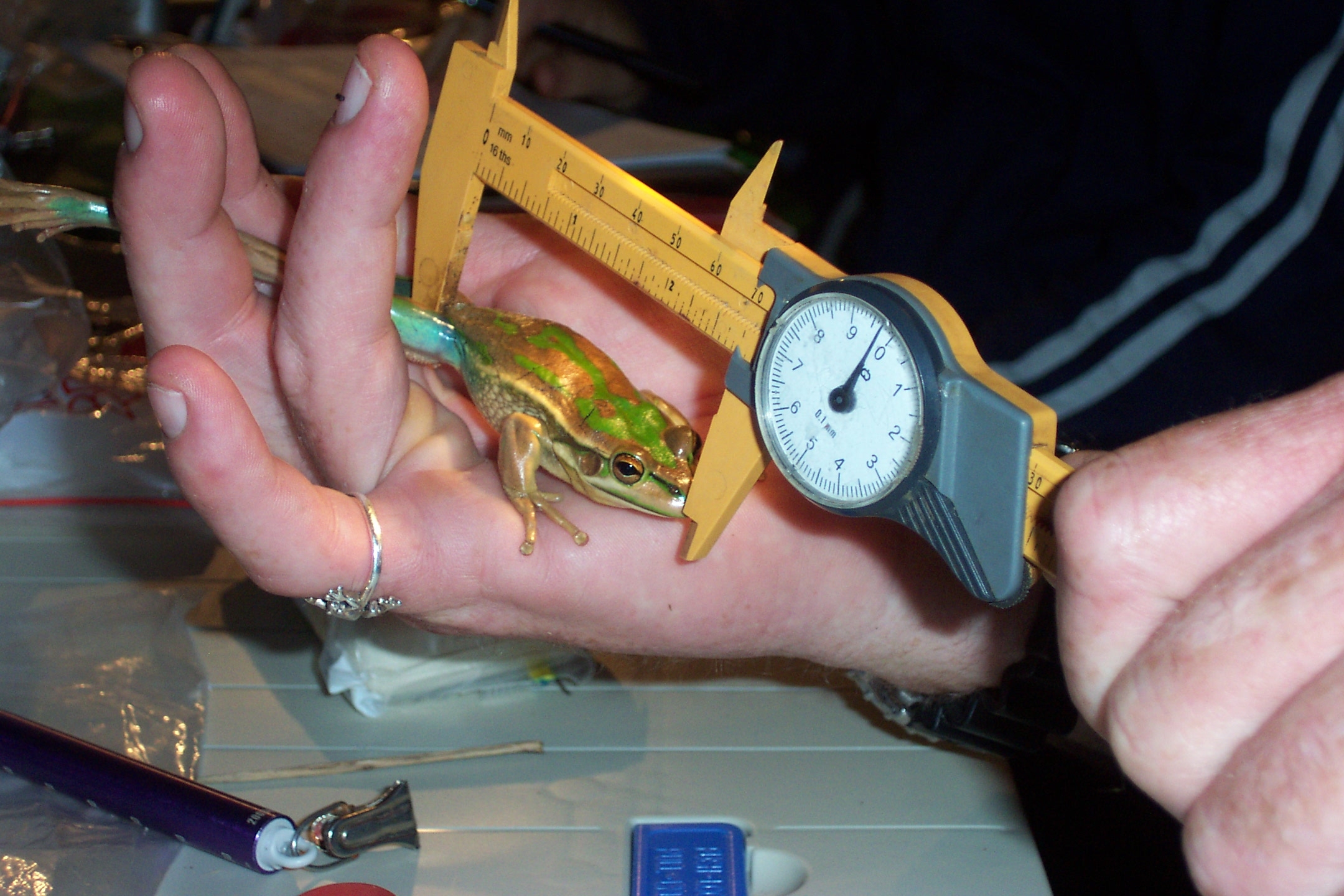 Measuring snout-vent length of Green & Golden Bell Frog at North Avoca, NSW