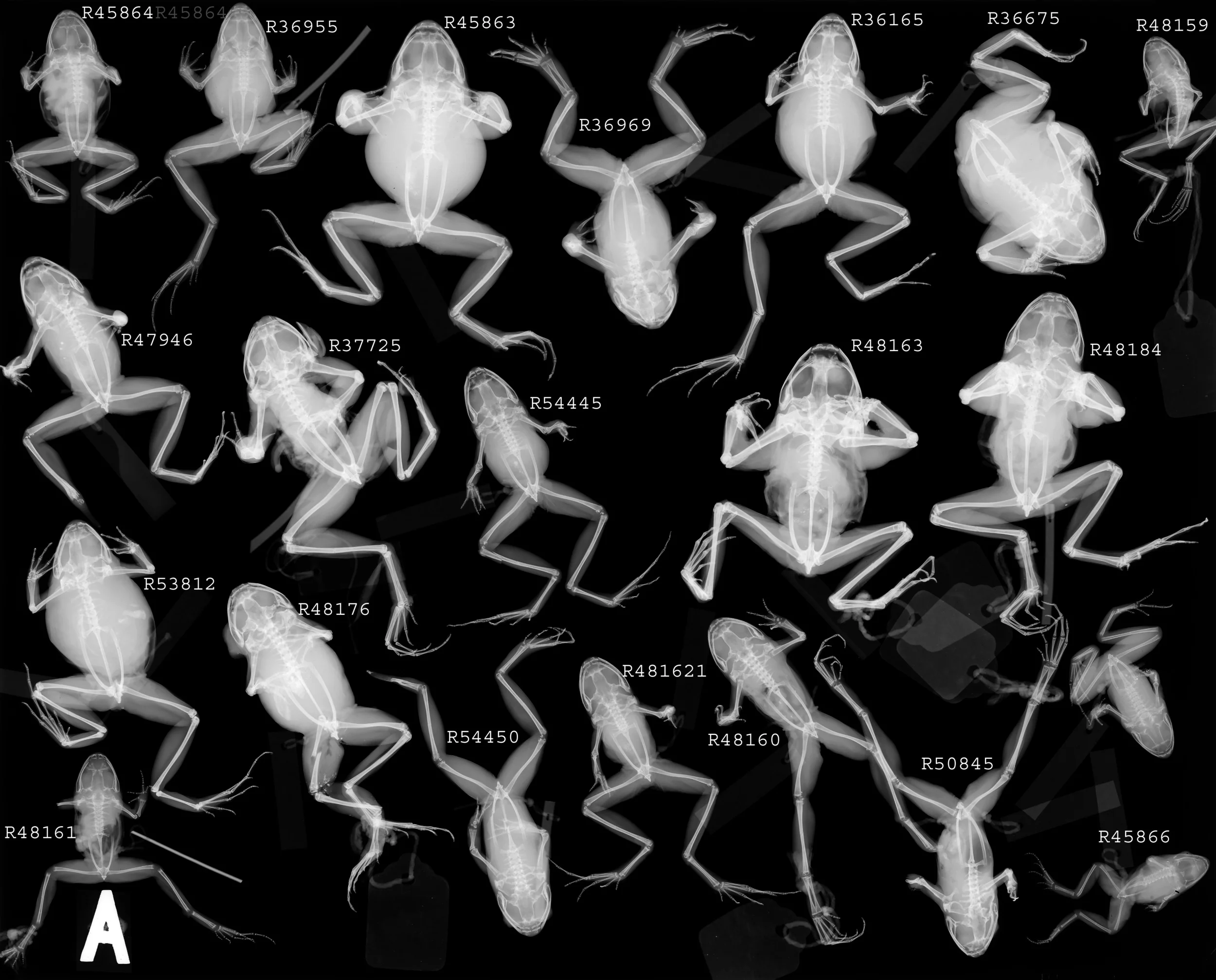 X-Rays of frogs with physical abnormalities