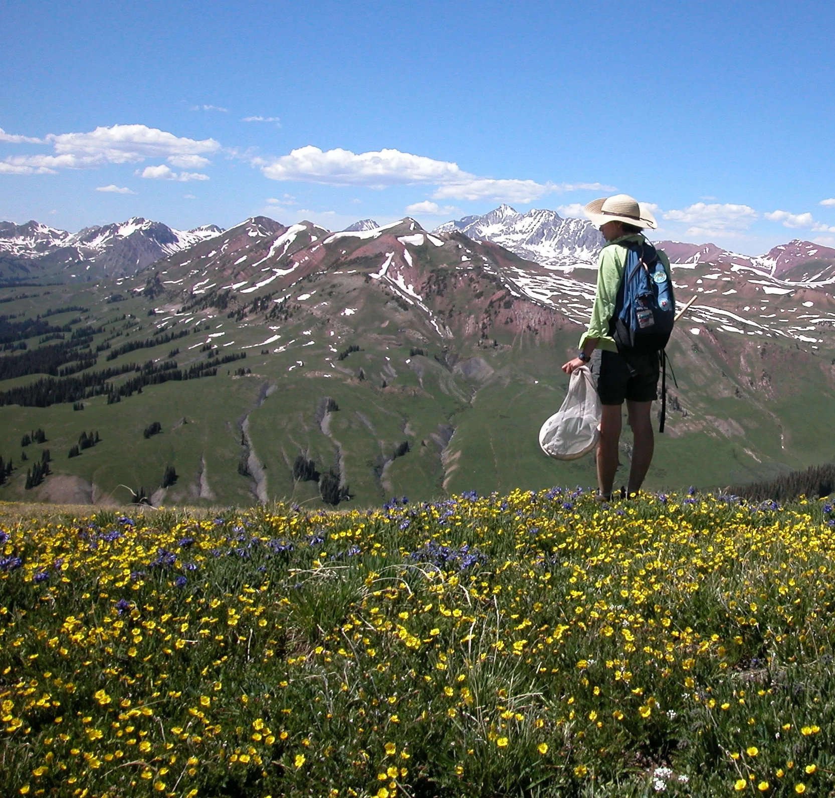 Assisting with bumblebee/ flower research in Colorado