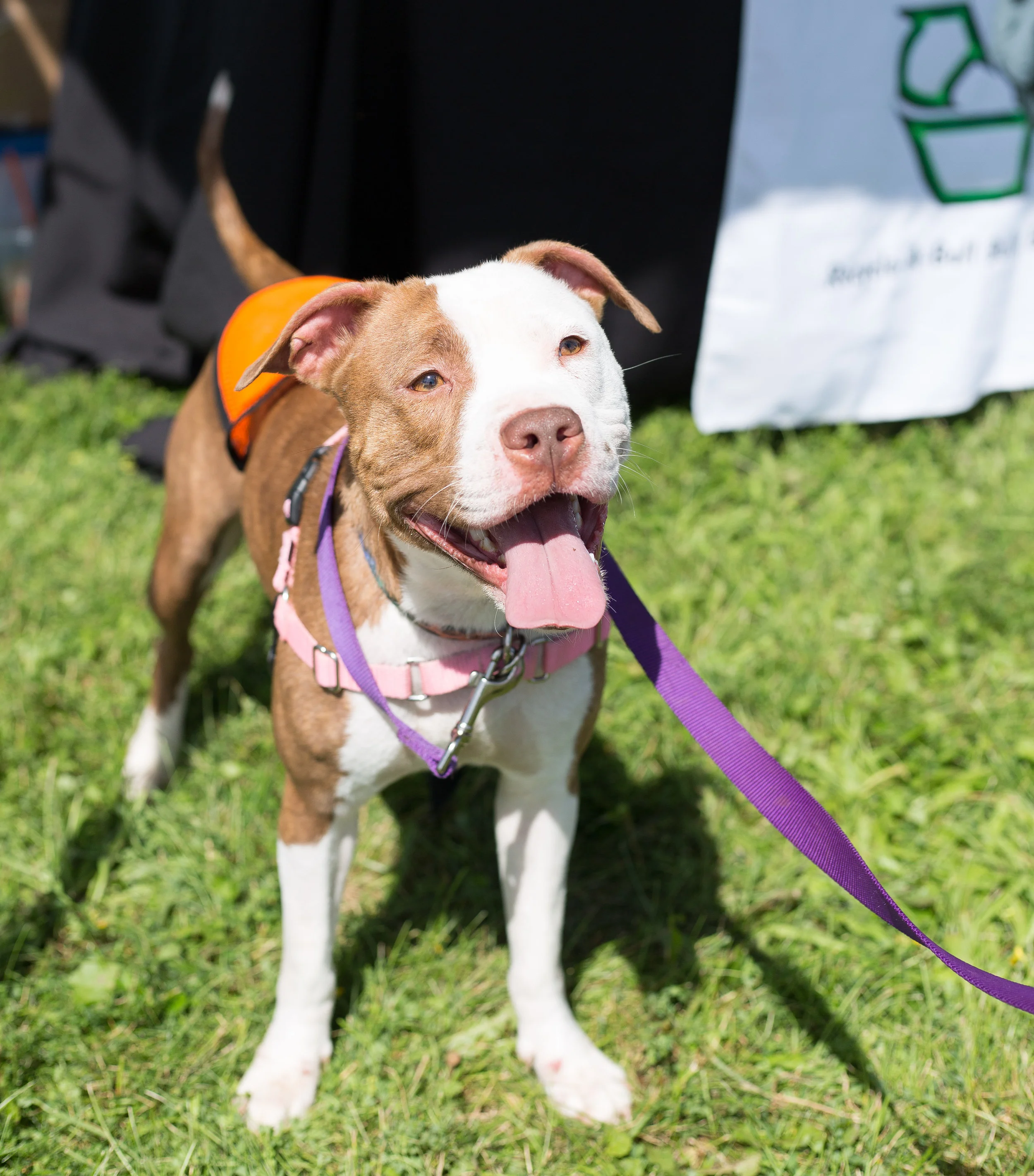 Prim from Recycle-A-Bull Bully Breed Rescue