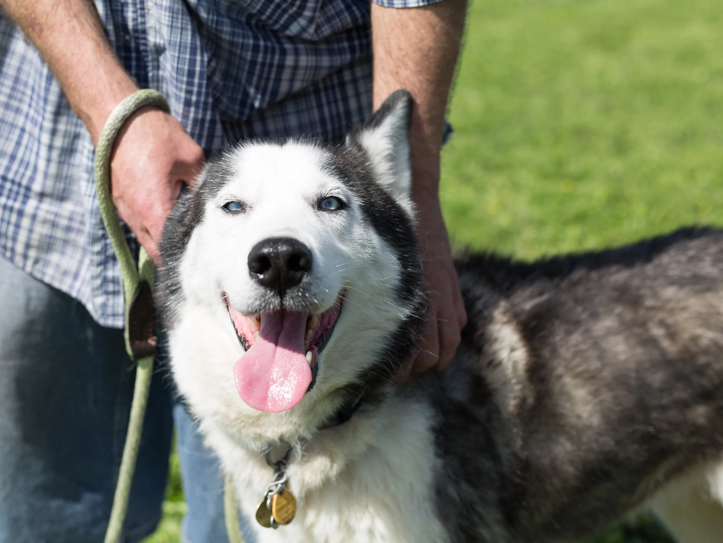 Brutus from Trooper Husky Rescue Foundation