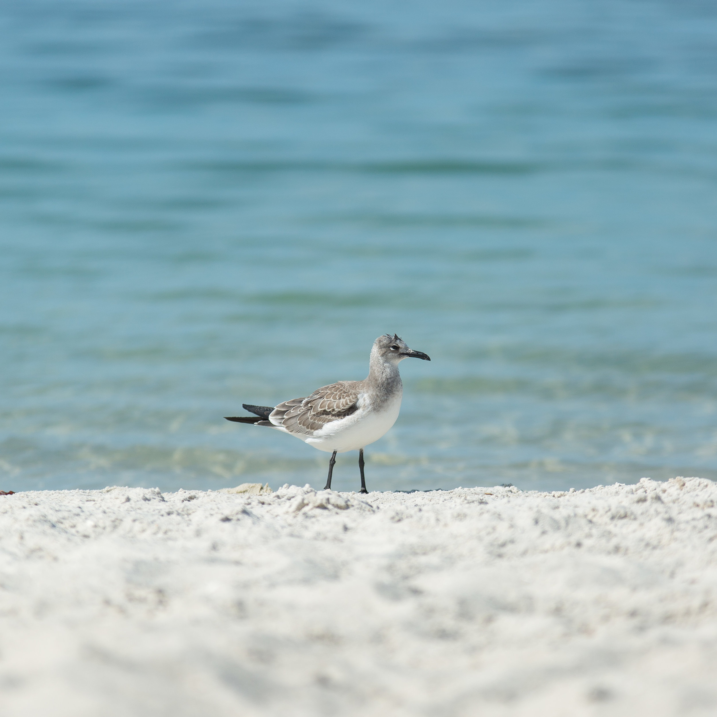 Florida Beach Personal Project-30.jpg