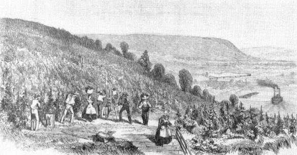 Longworth's vineyards recorded in Harp er's Weekly . 24 July 1858