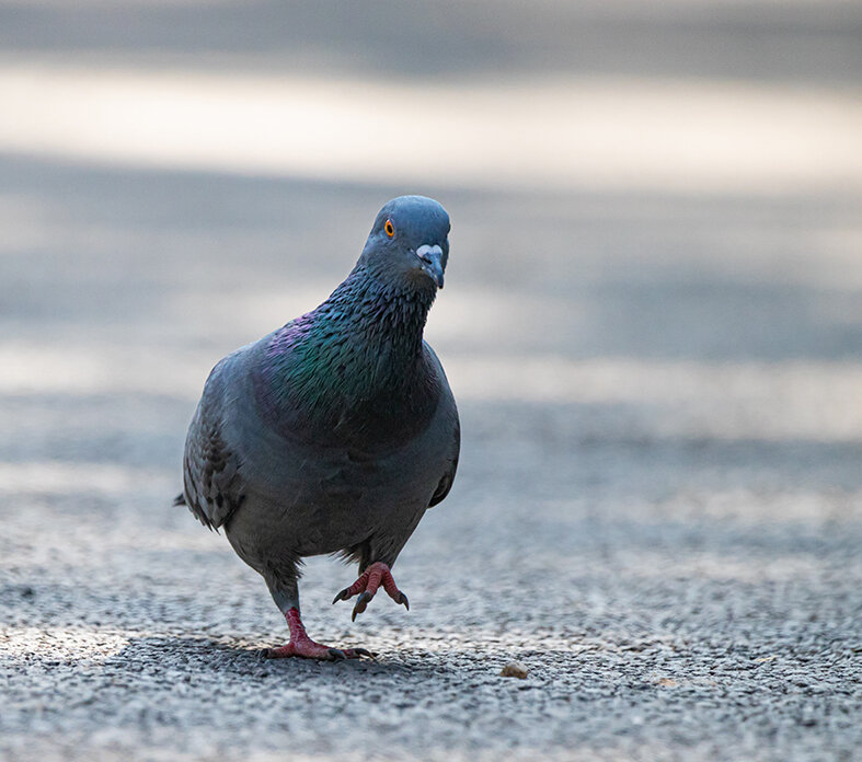 Daily Doses:&nbsp;O is for Ordinary