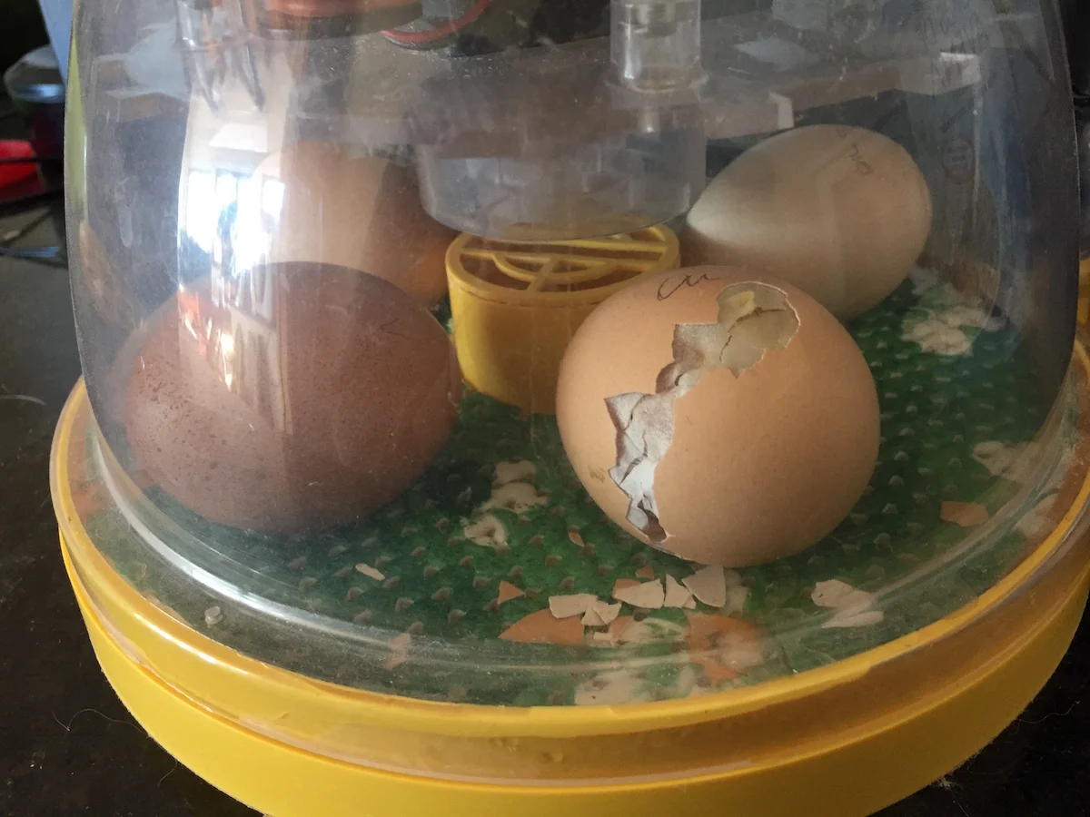 We incubate eggs - in the picture above, you can see one of them hatching