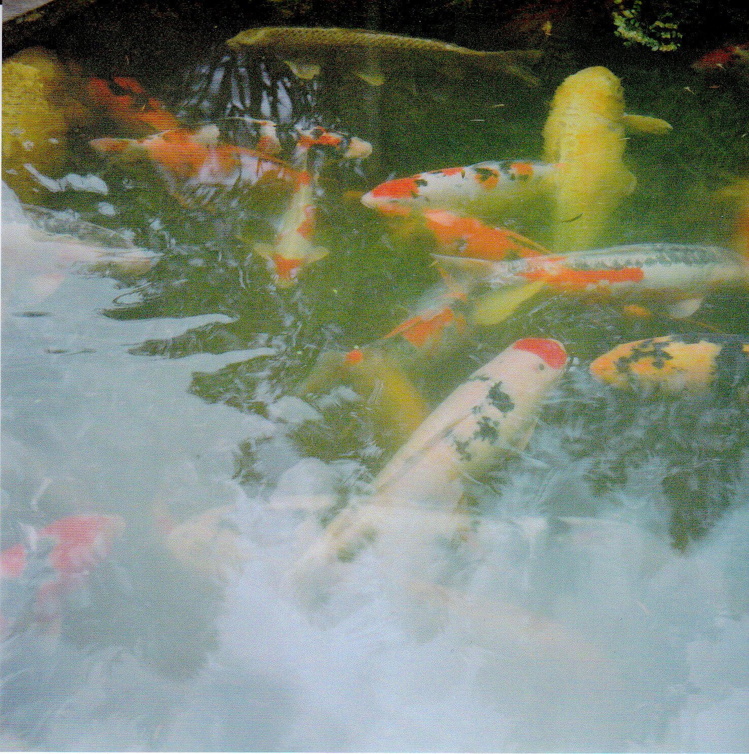 Japanese Garden PDX Coy Fish.jpg