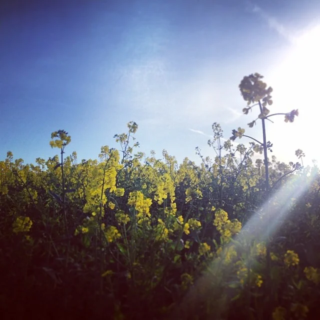 8e043188ffd3557a-cotswolds-yellow-rapefield-sunshine.jpg