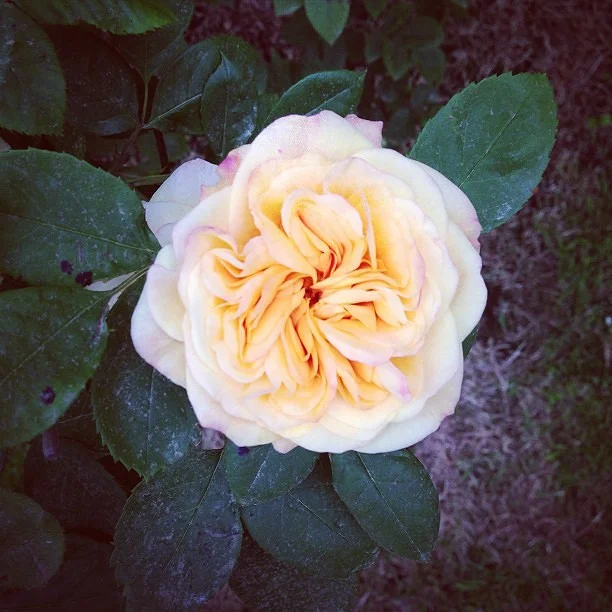 4bf545f8c35fb310-Yellow_country_rose.jpg