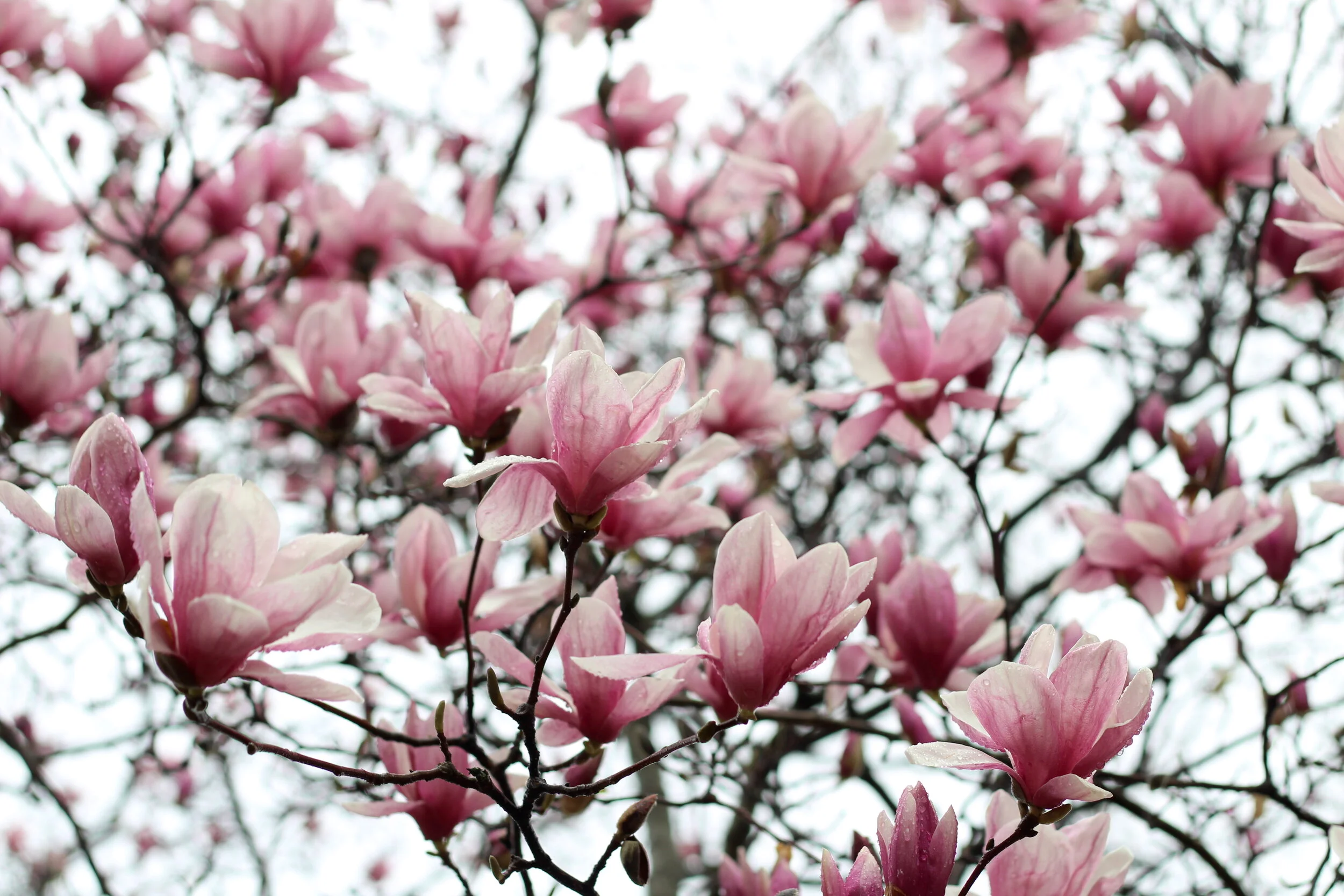 first spring sightings