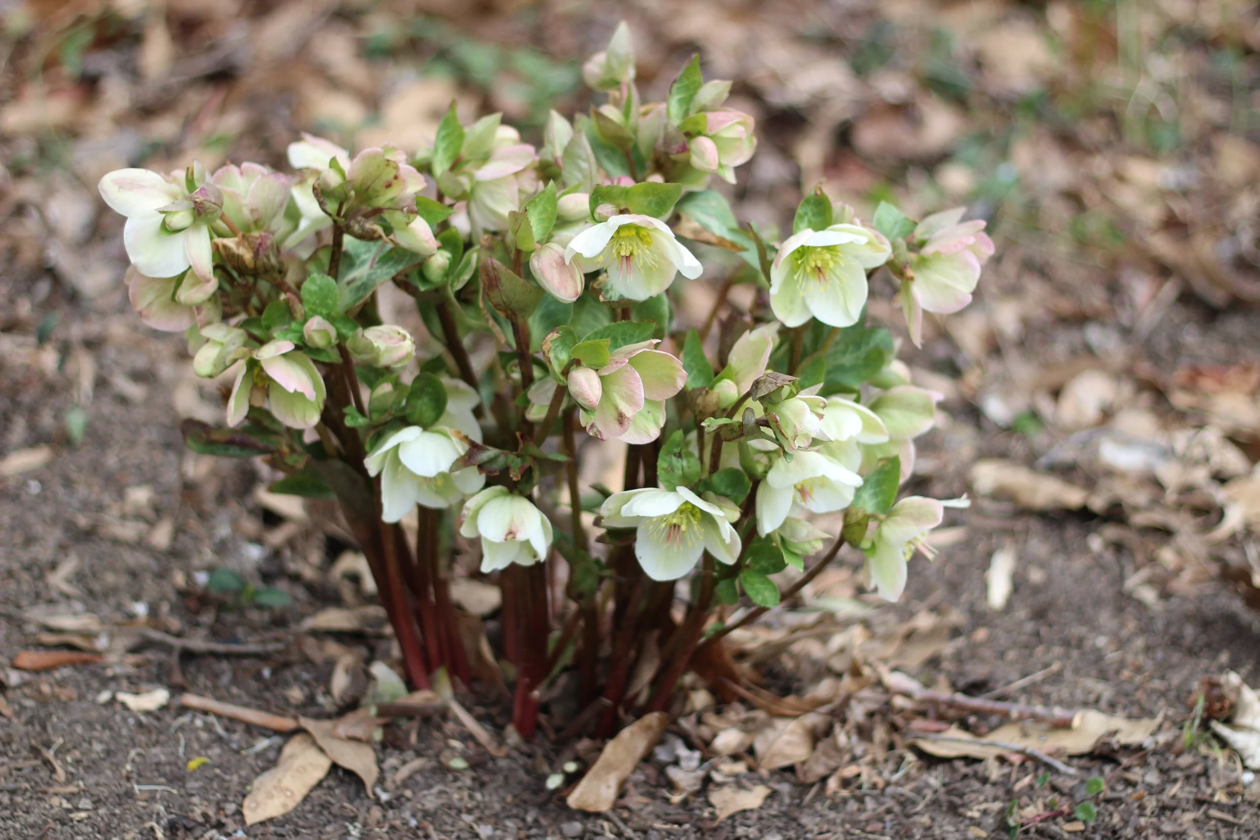 In the Garden: March