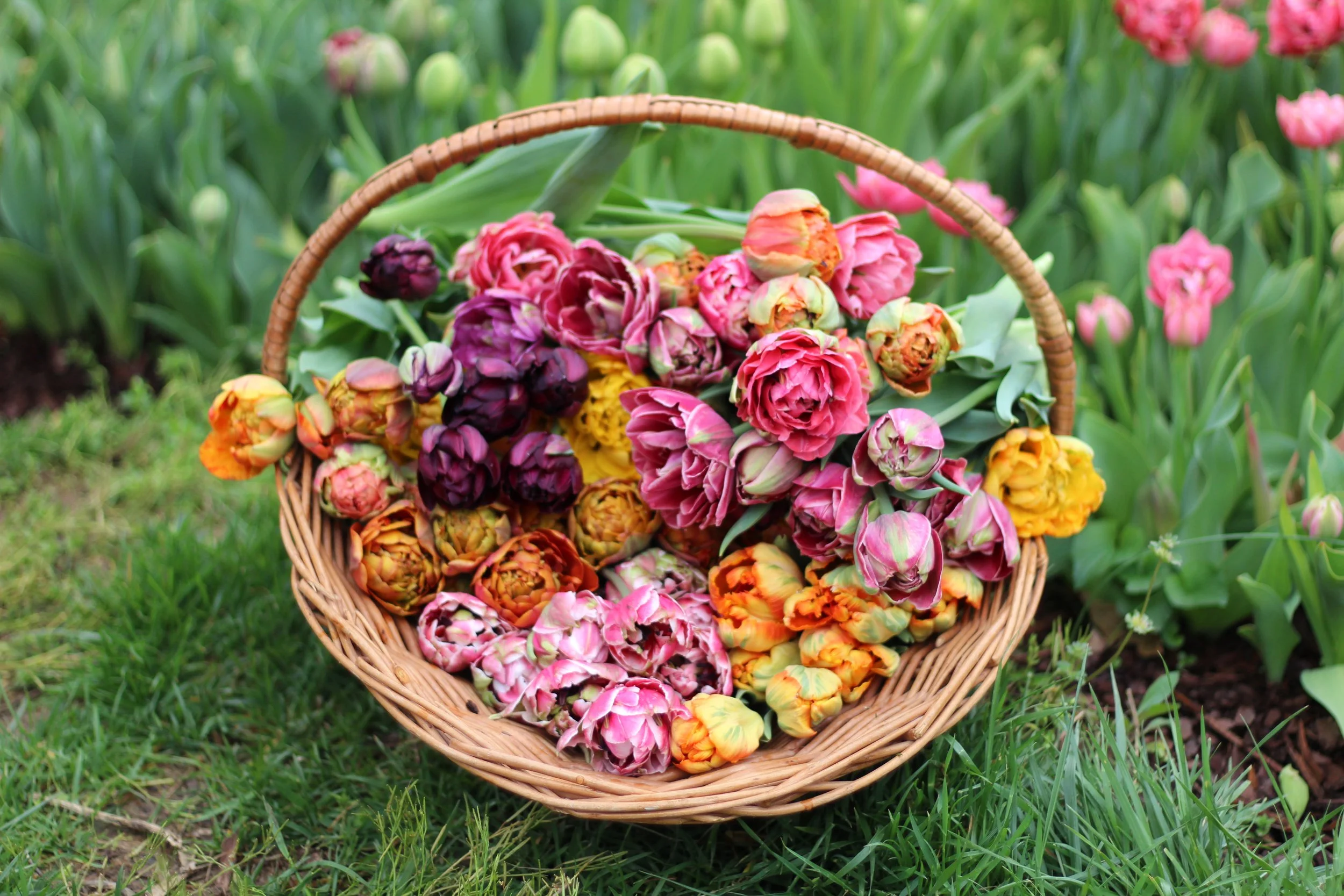 In the Garden: April