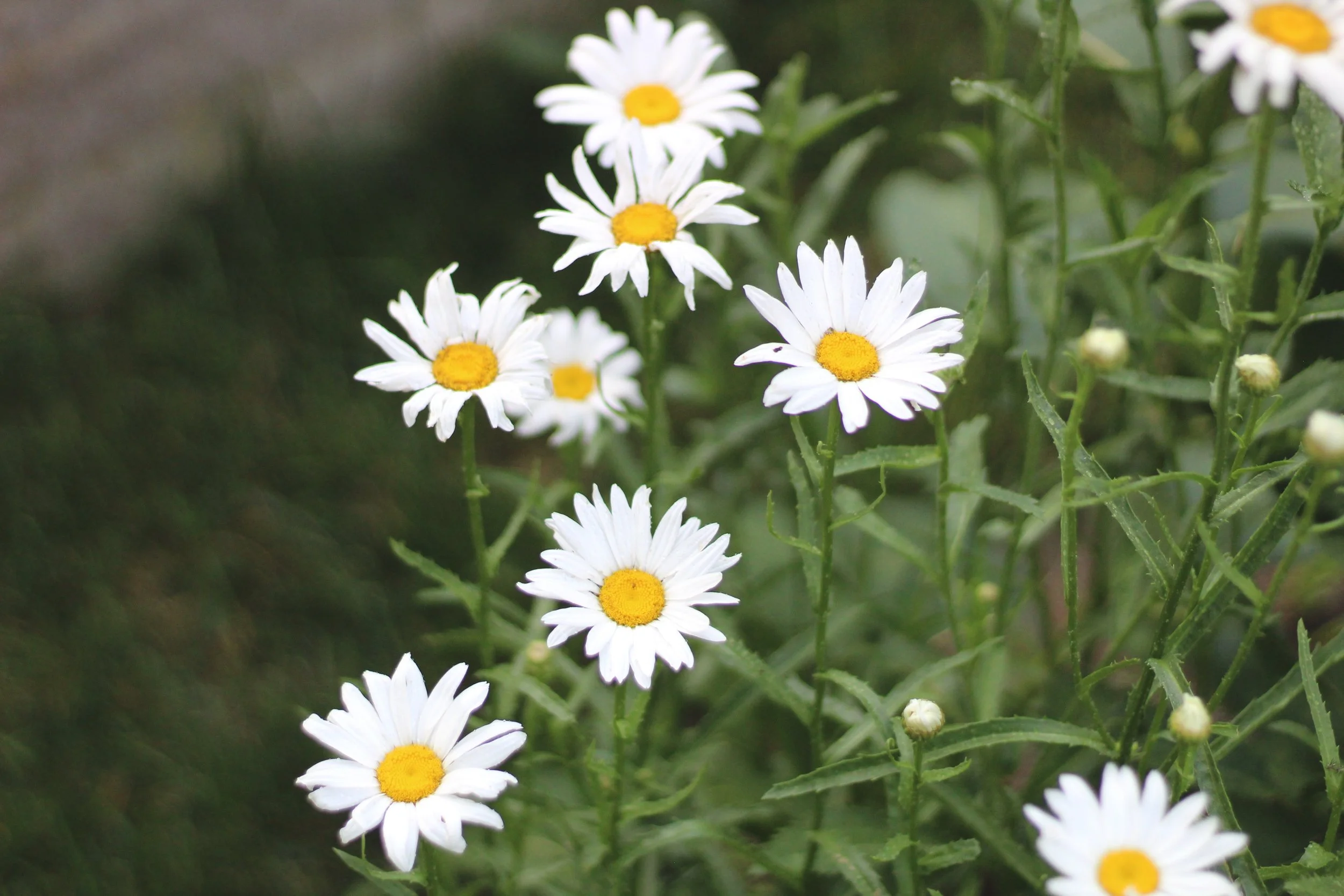 In The Garden: June