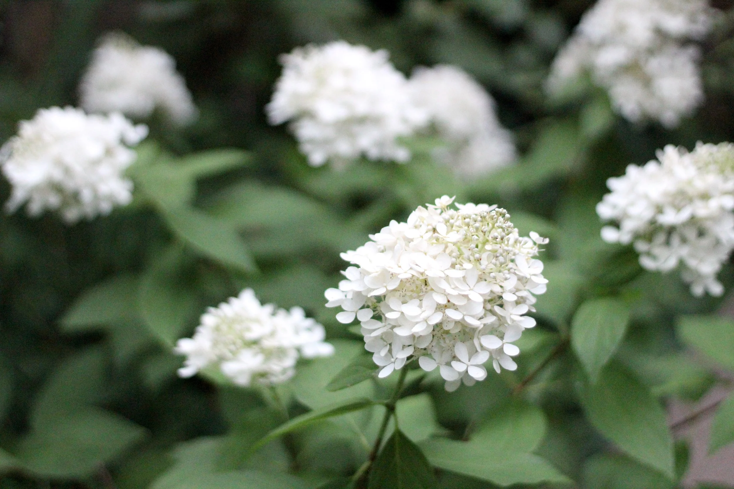 In the Garden: July & August