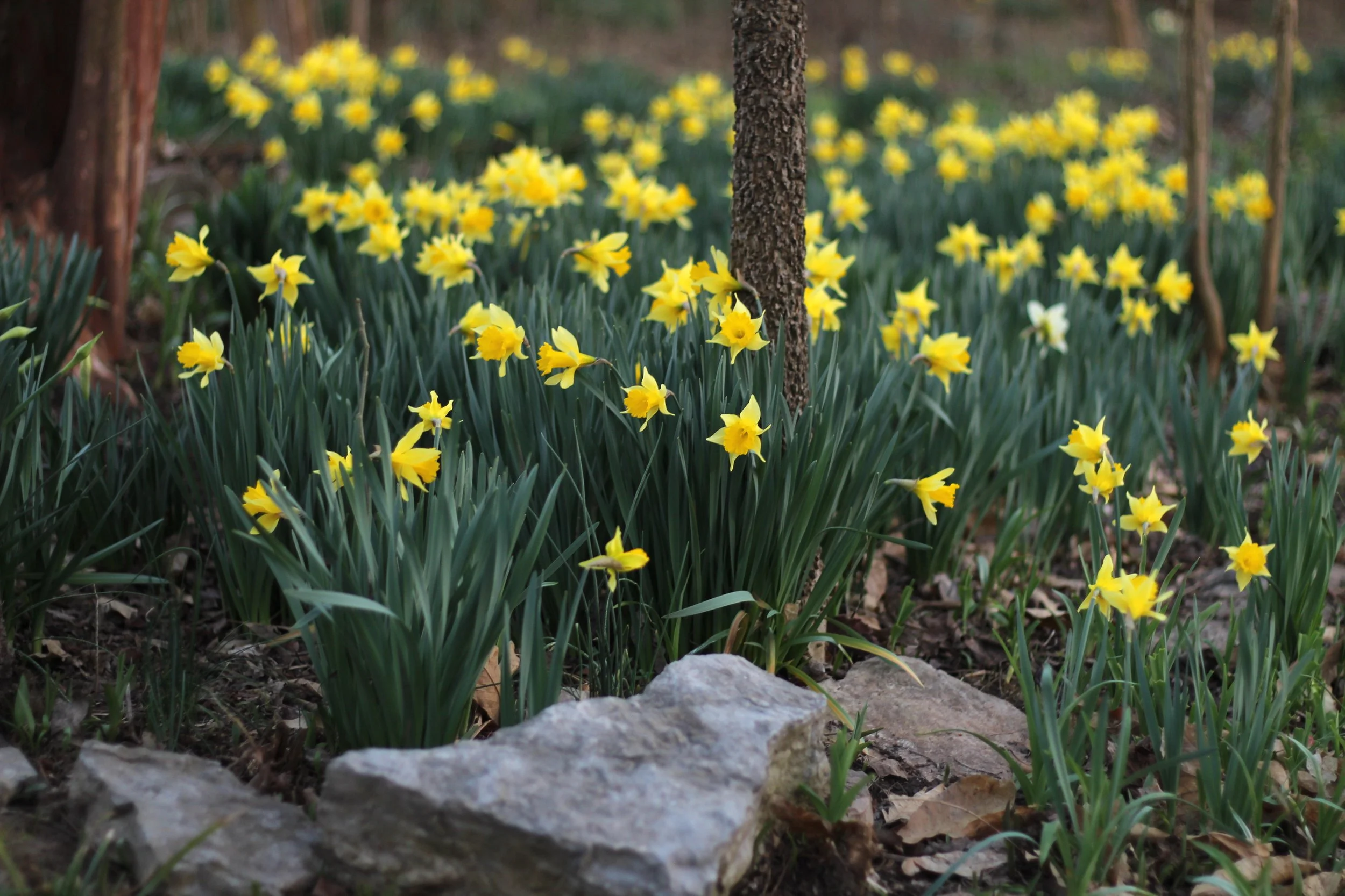 In the Garden: February