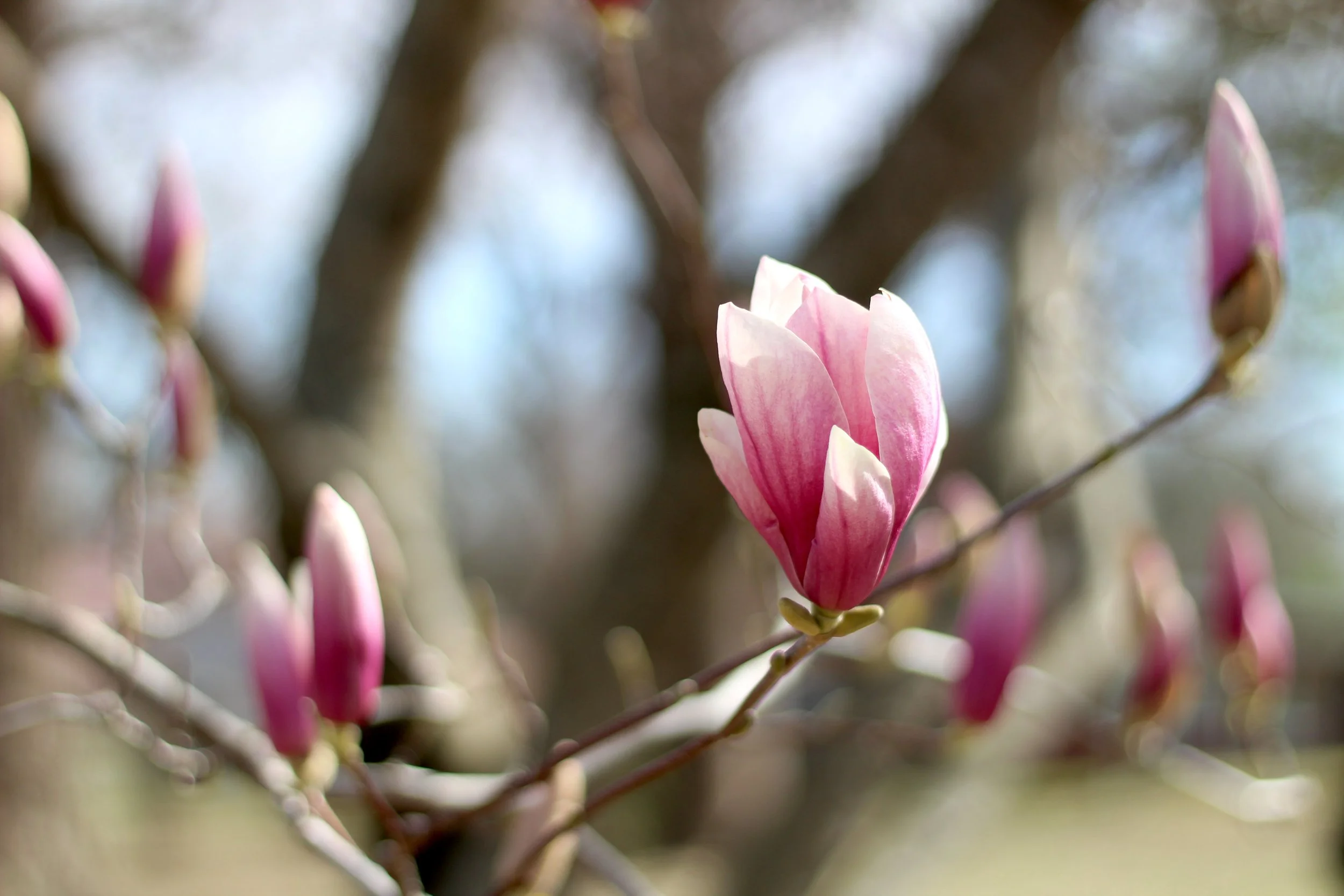 In the Garden: March