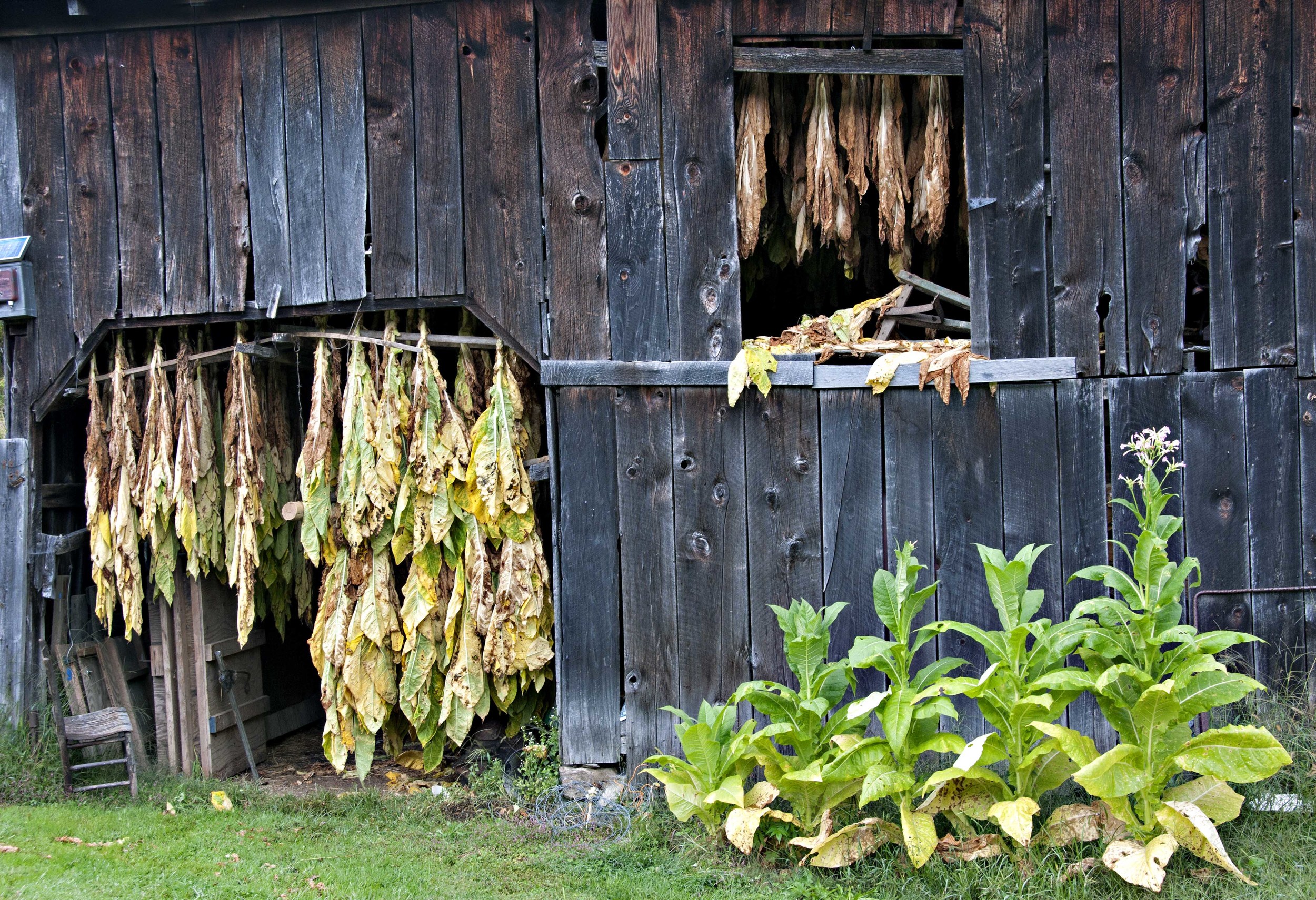 tobacco barn 2.jpg
