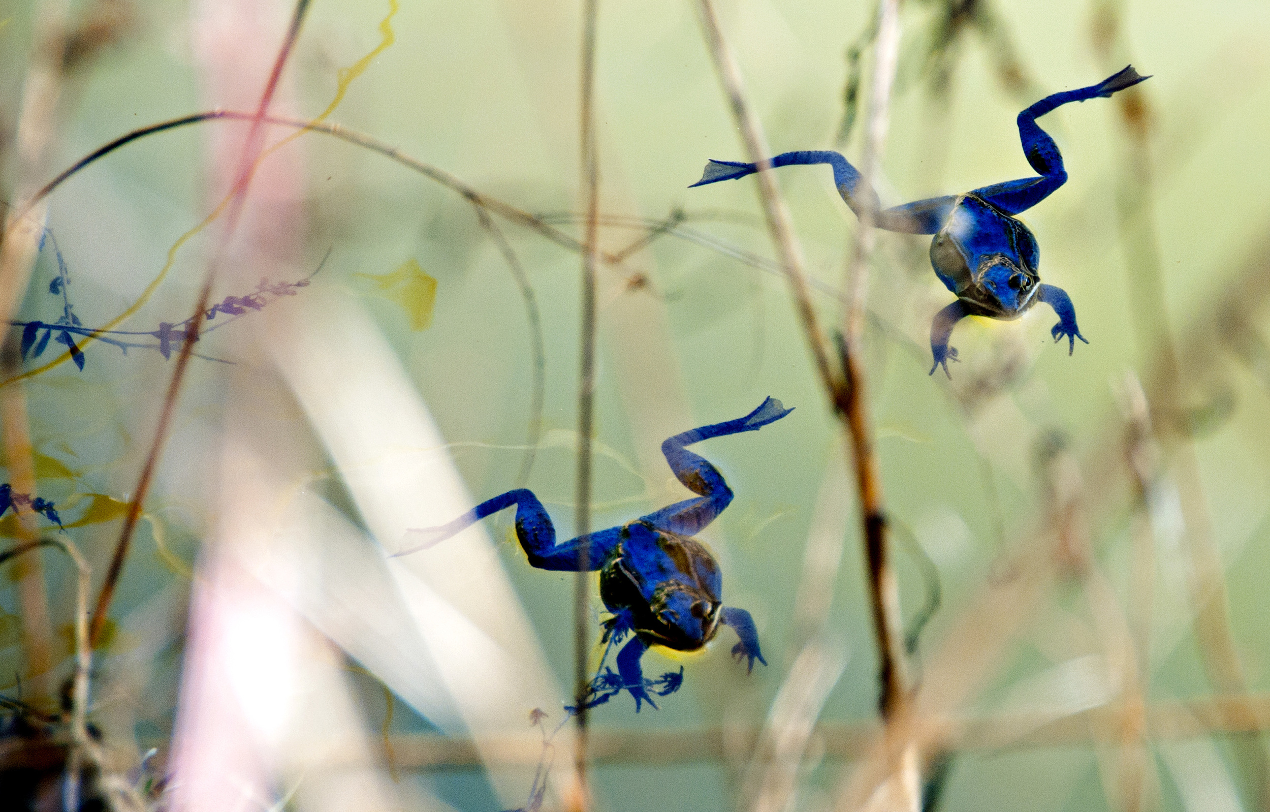 wood frogs blue shadows.jpg