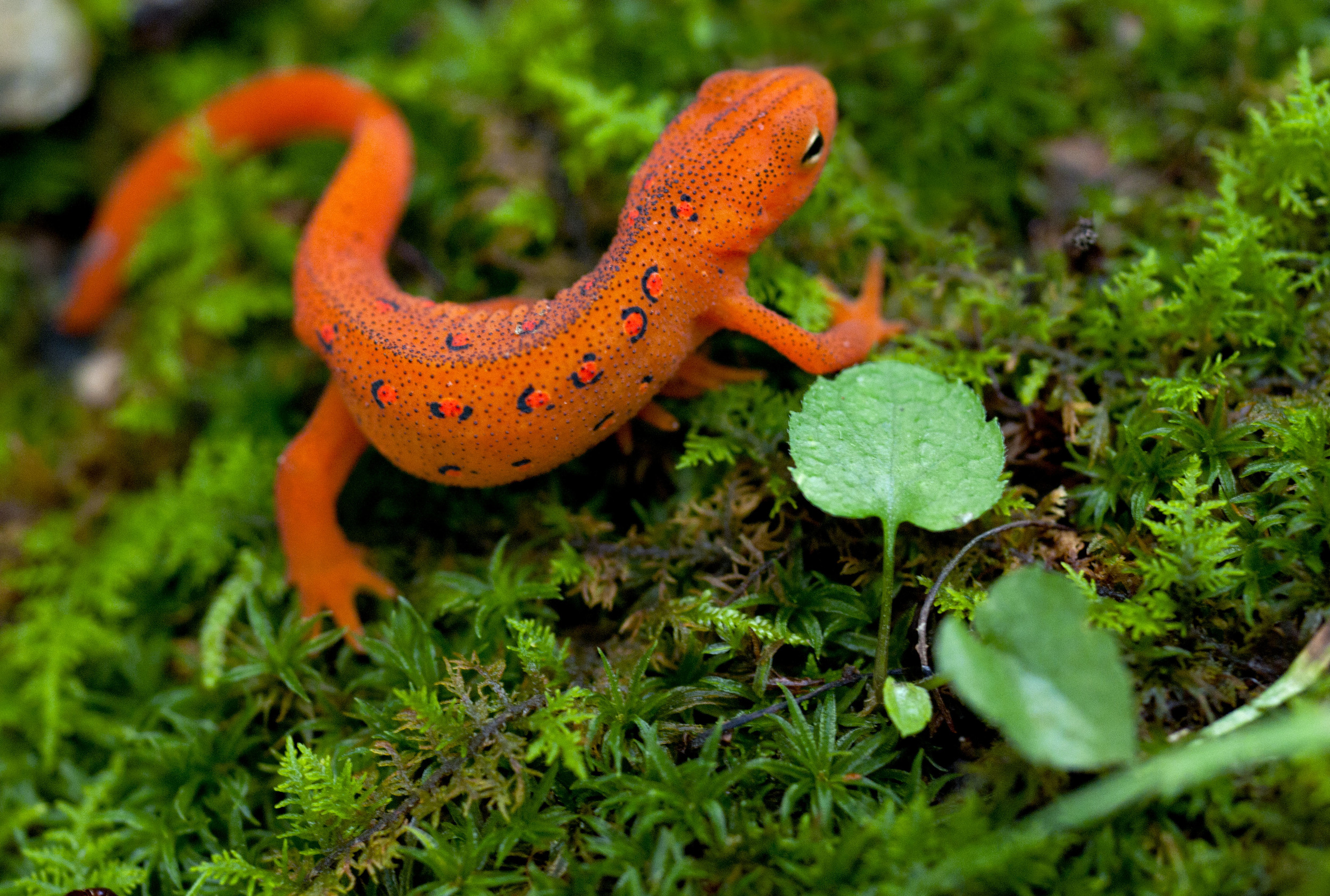 red eft 3.jpg