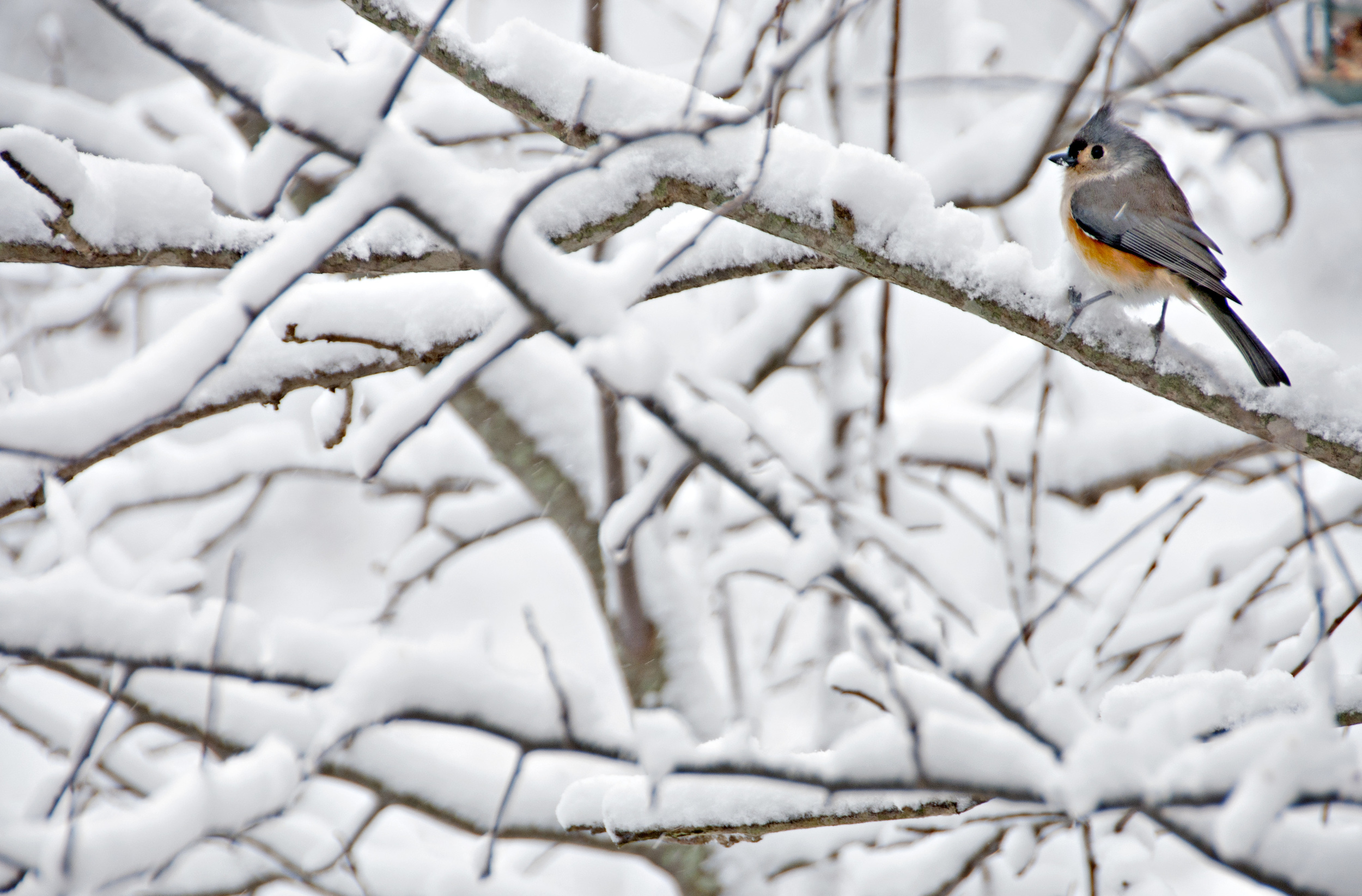 snow wren.jpg