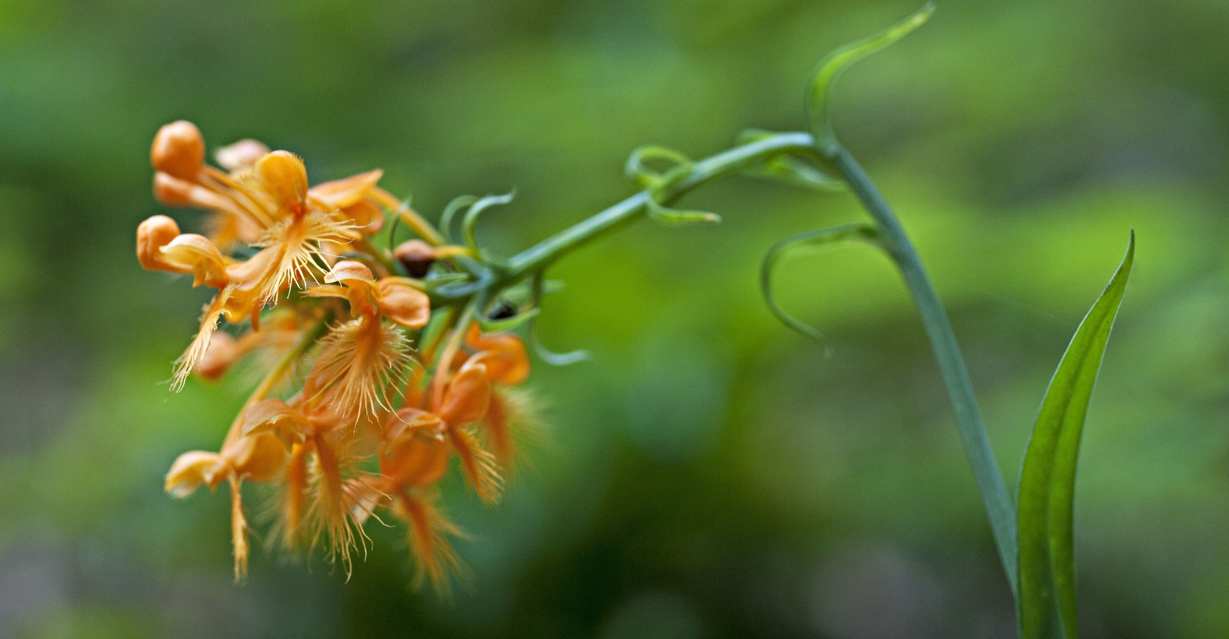 fringed orchid.jpg