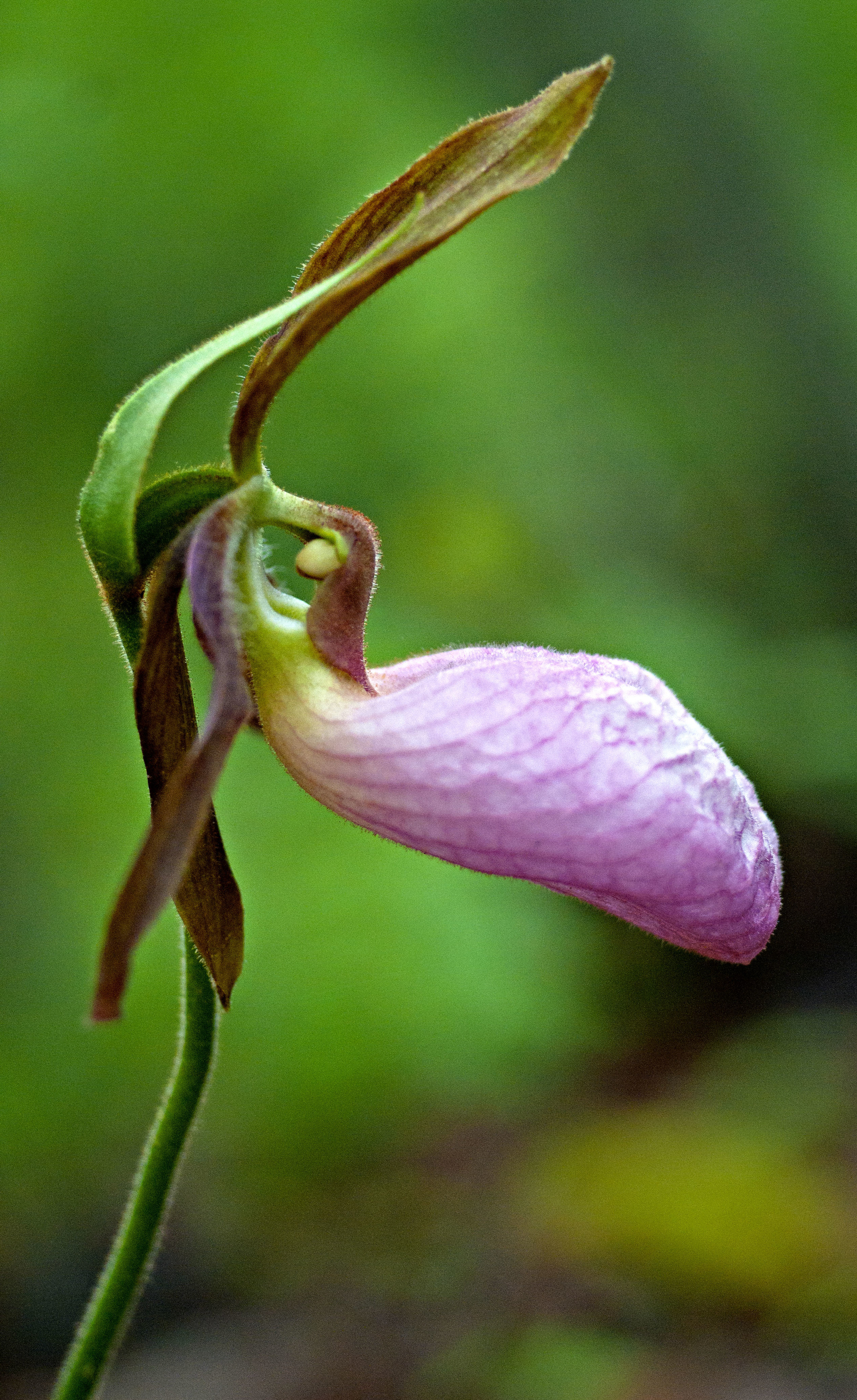 Lady Slipper Profile.jpg