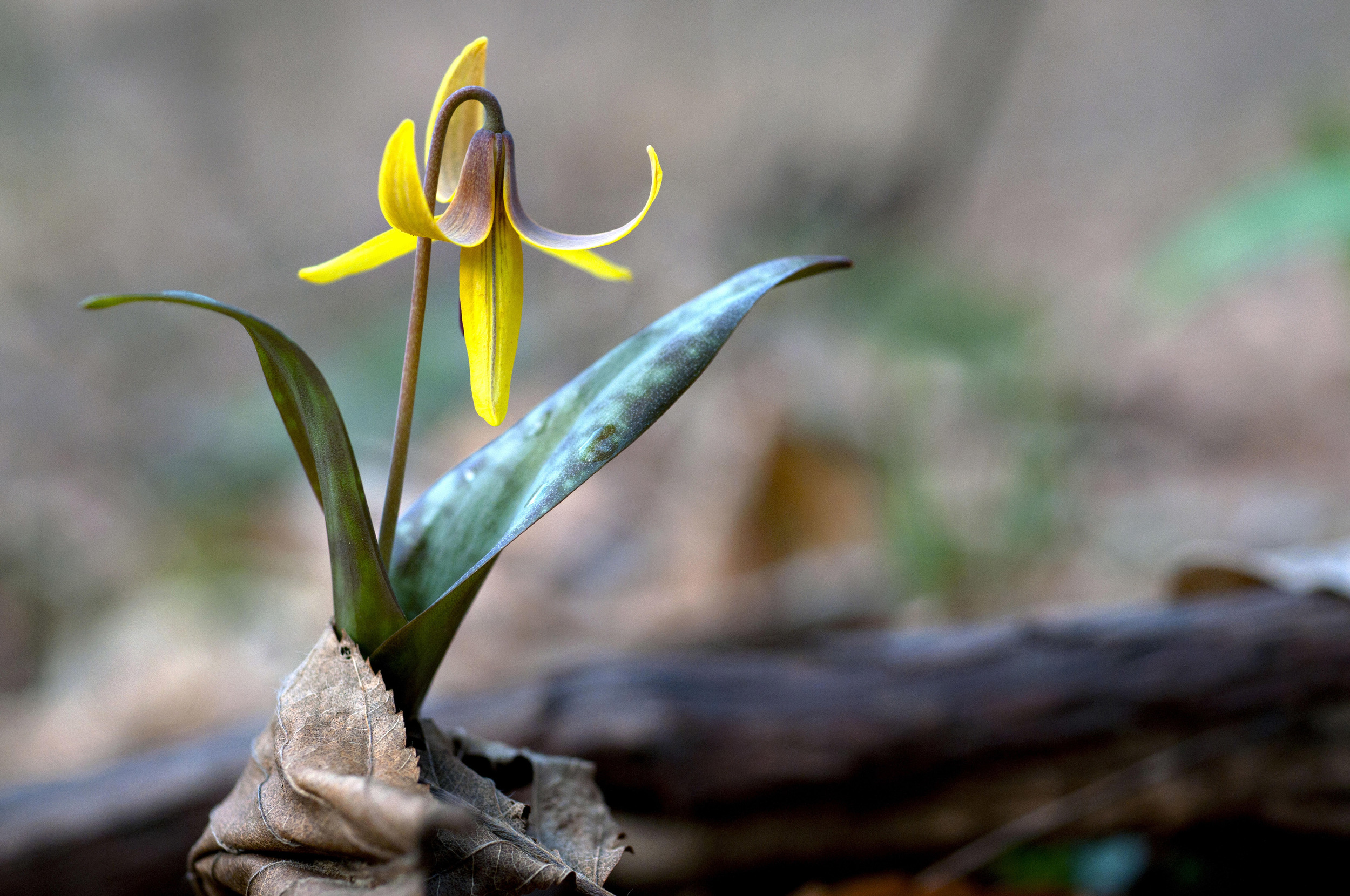 Trout Lily.jpg