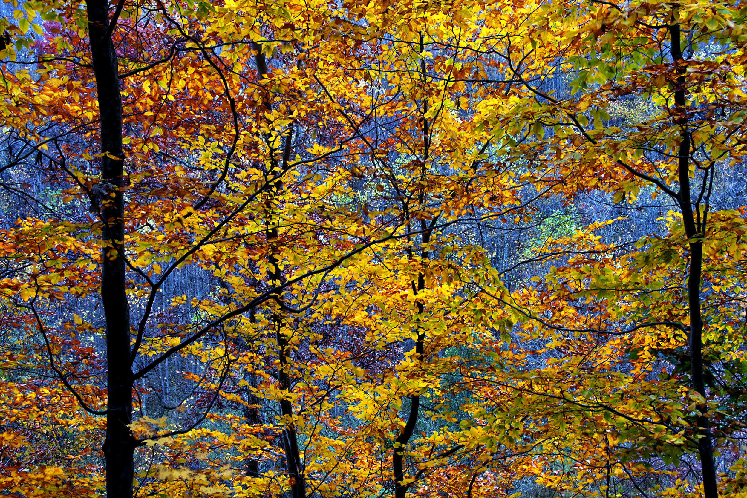 beech tree kaleidoscope.jpg