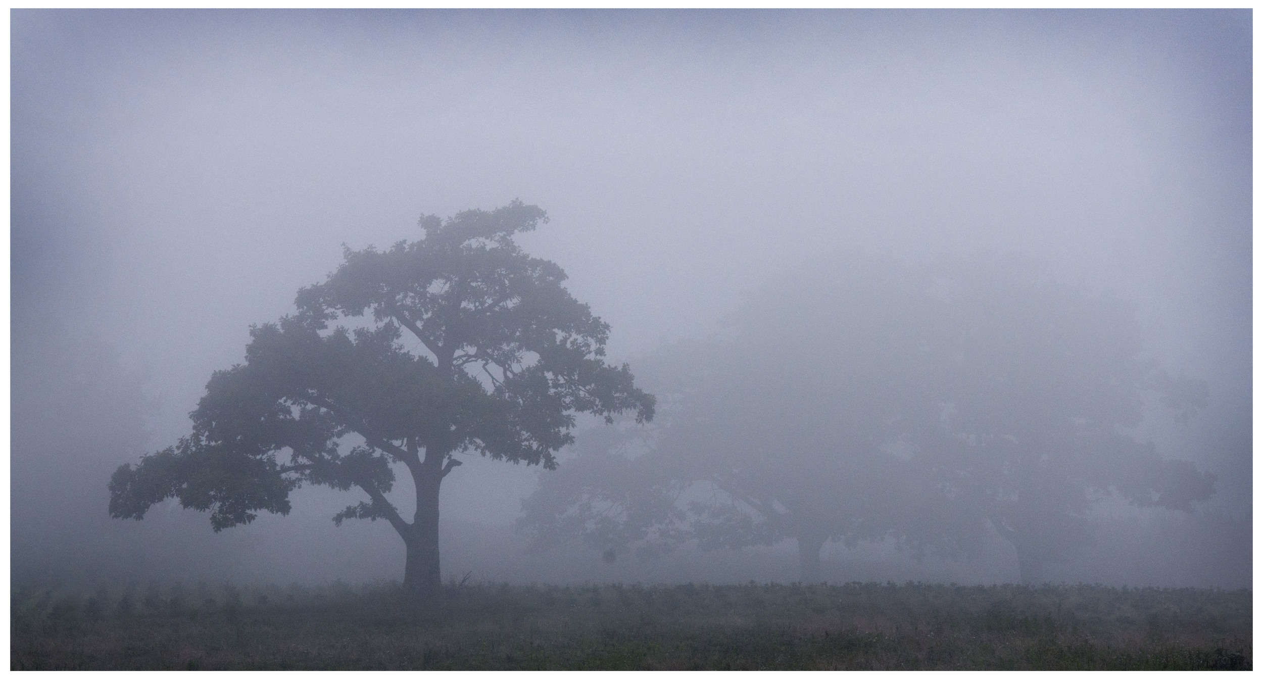 pond mountain mist.jpg