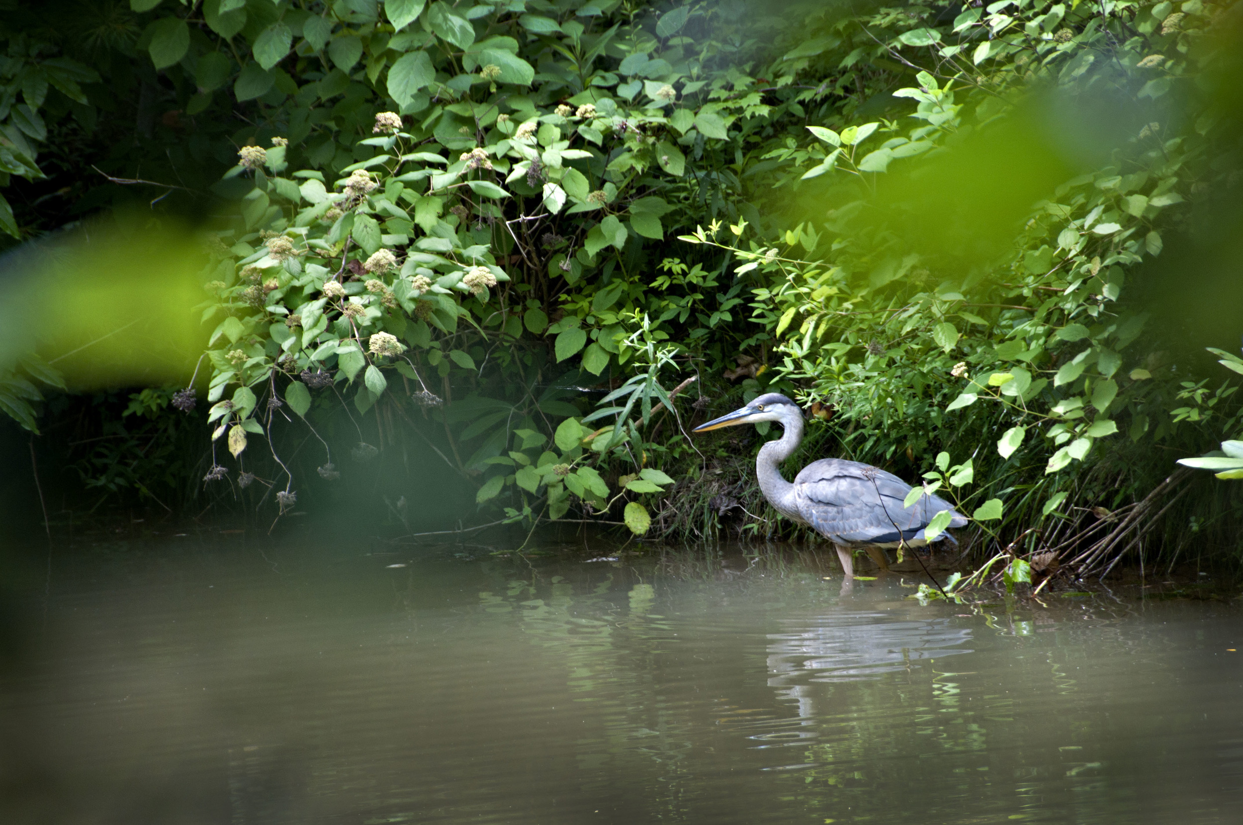 heron3 copy.jpg