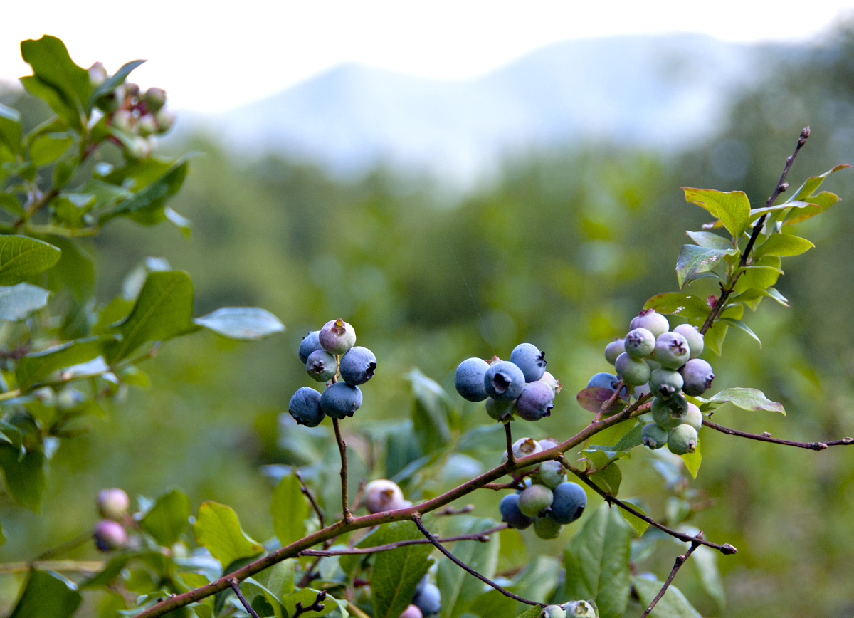 backyard blueberries 2.jpg