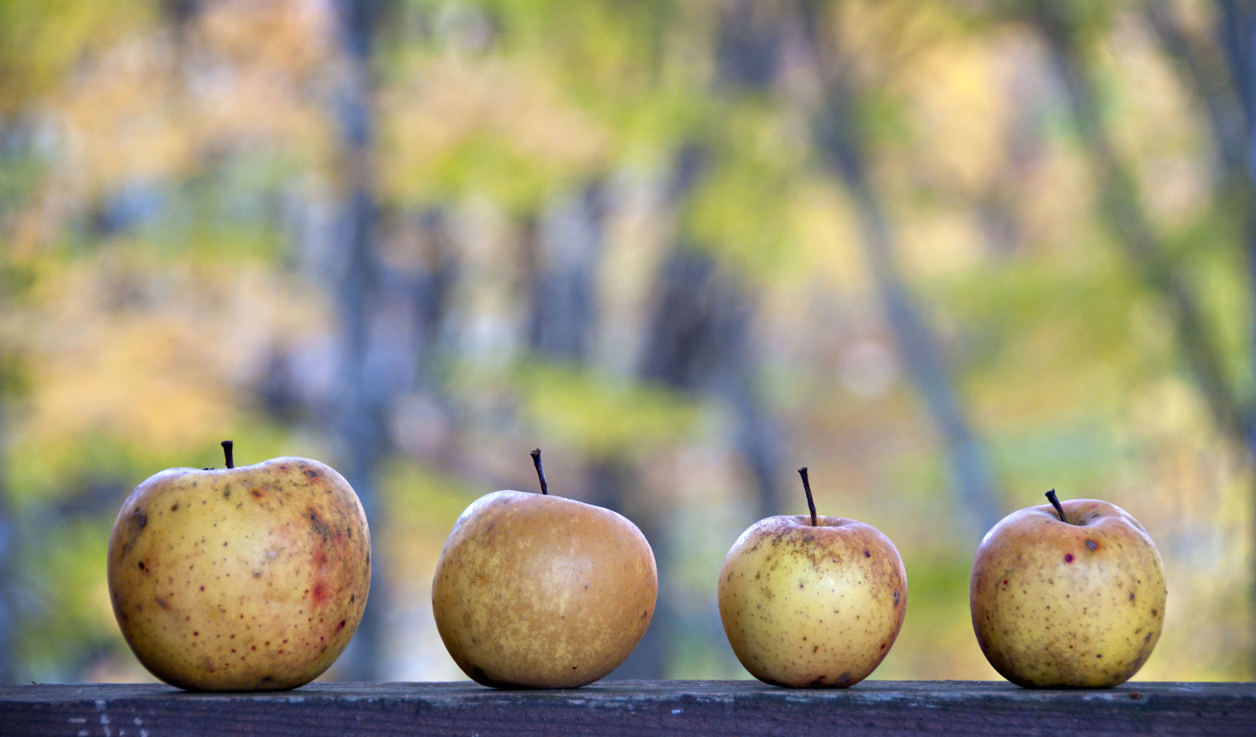 apple harvest.jpg