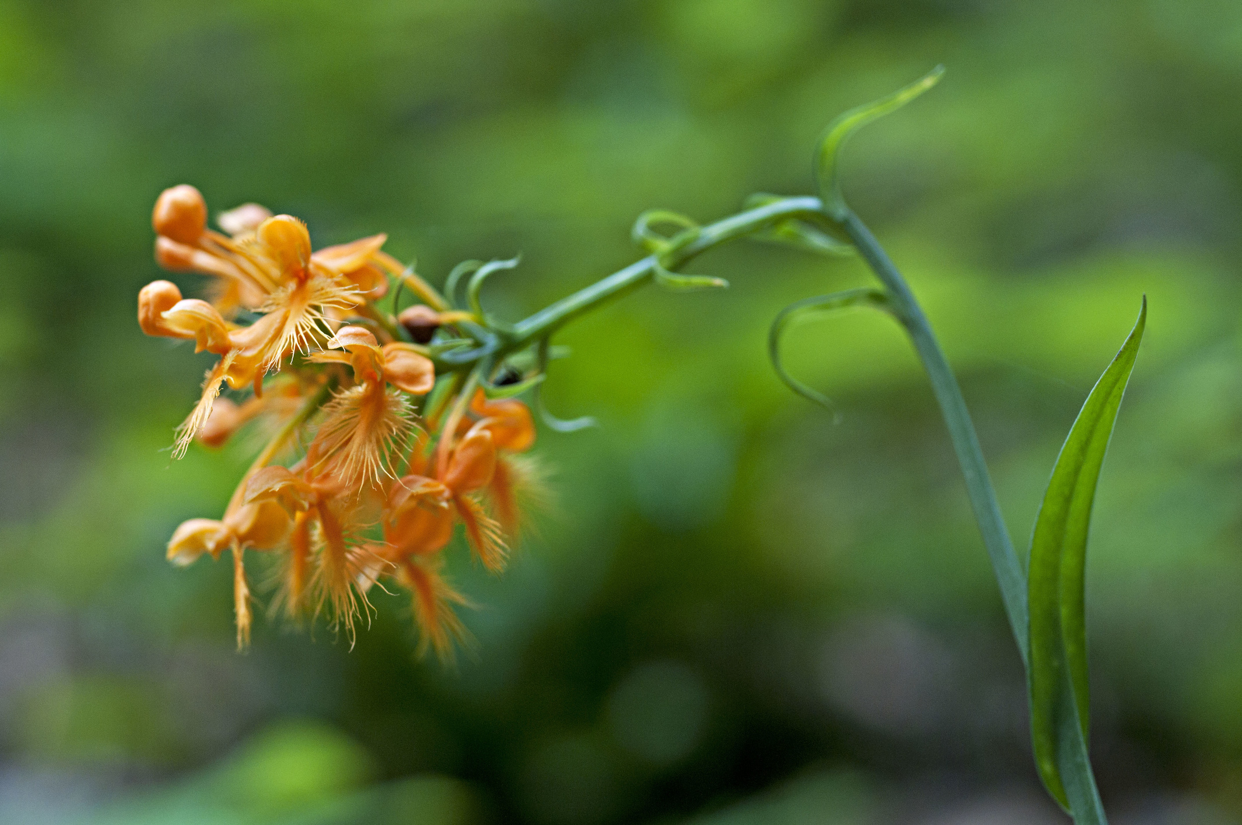 fringed orchid.jpg