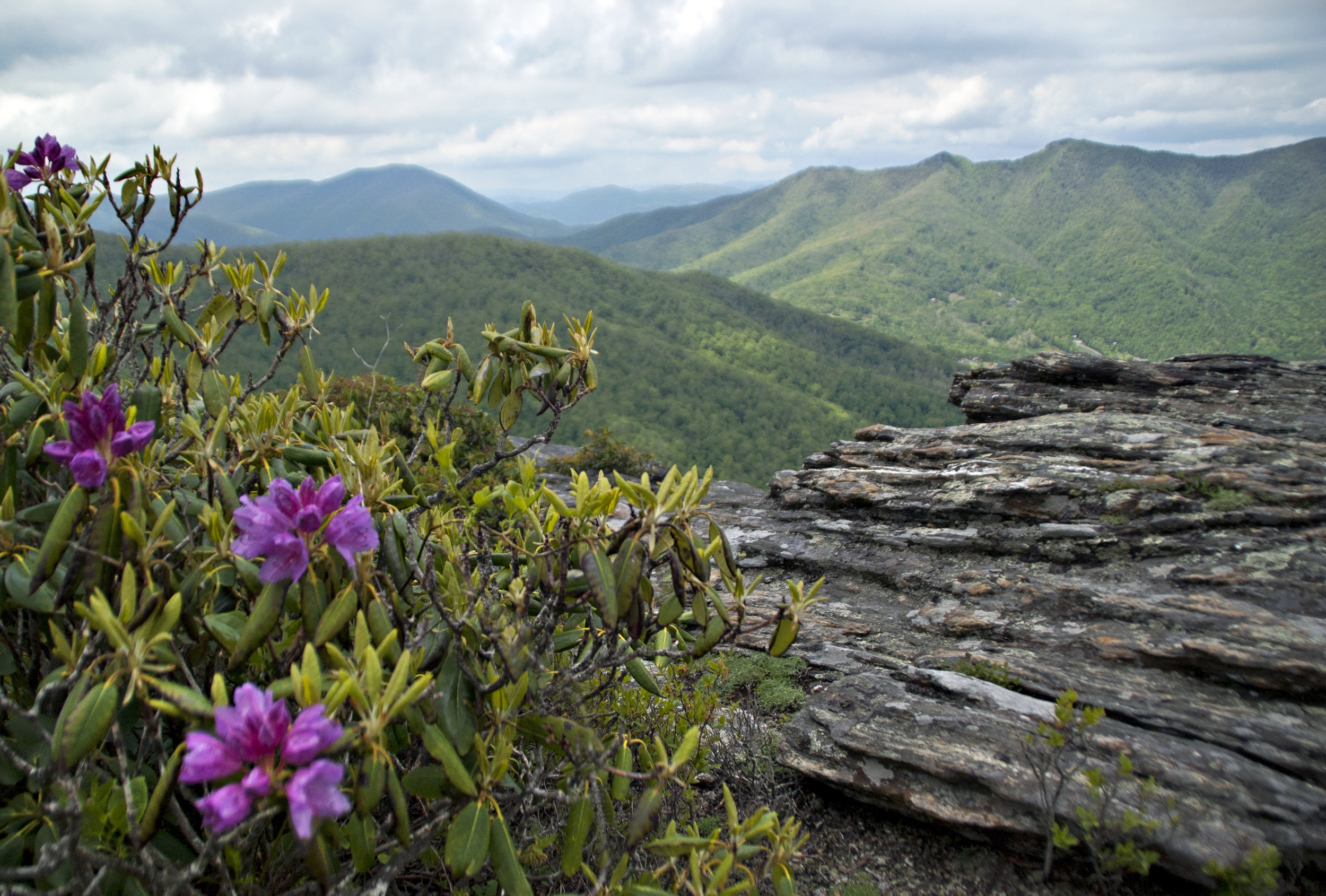 perkins rock rhodo.jpg