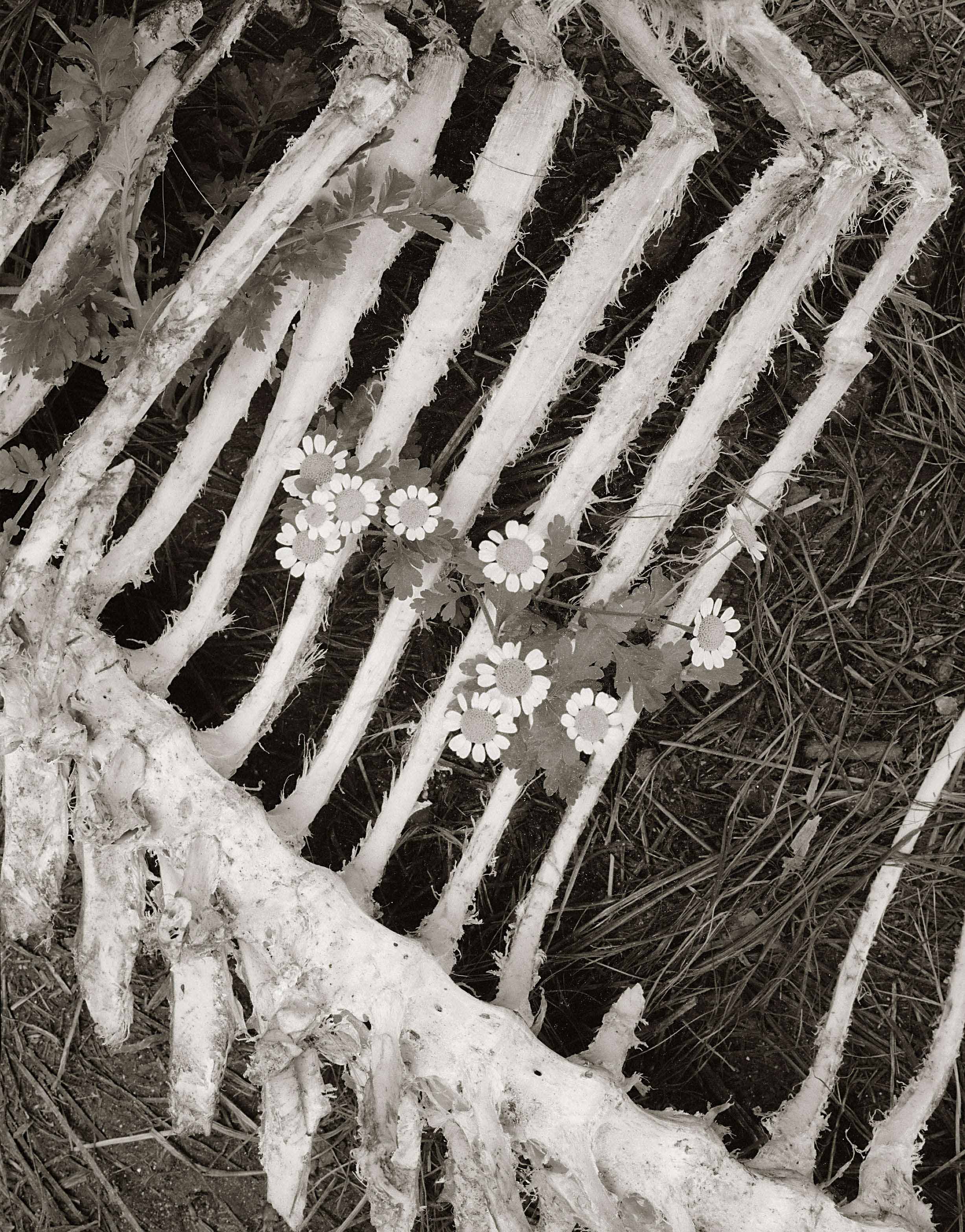 deer&feverfew.jpg