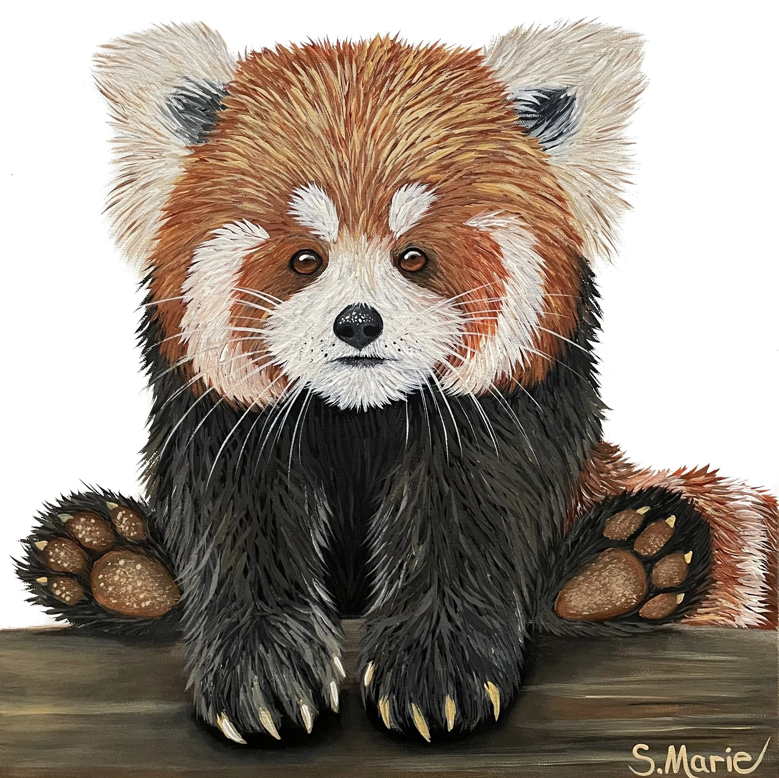 Nutmeg the Red Panda