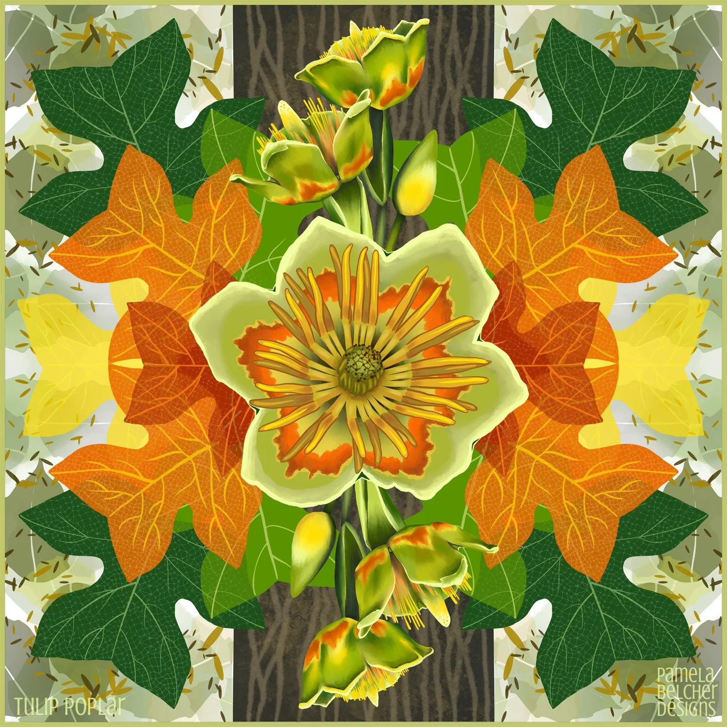 Tulip Poplar