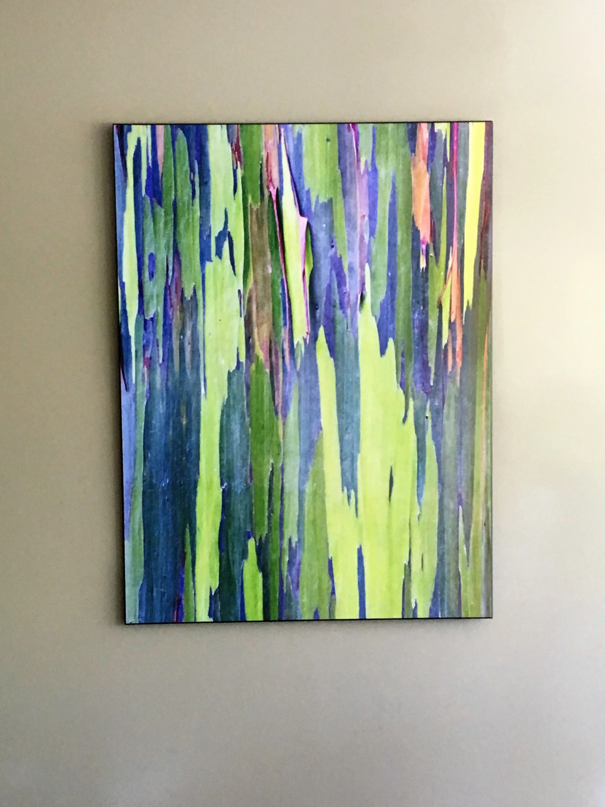 Rainbow Eucalyptus Trunk Near Hana, Maui, Hawaii, USA by Rob Tilley Mounted Print