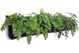 indoor window boxes