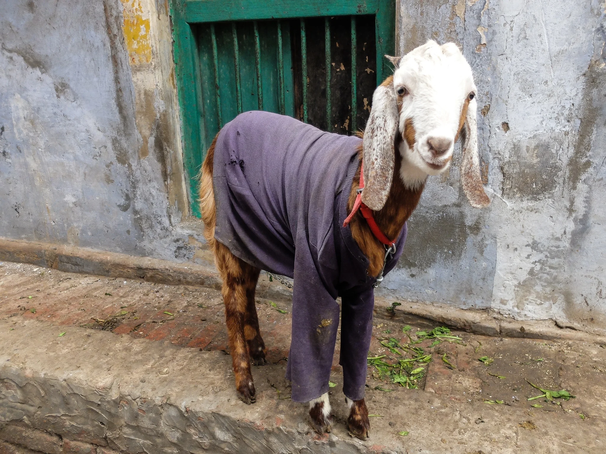 India_Jan_2014-1845.jpg