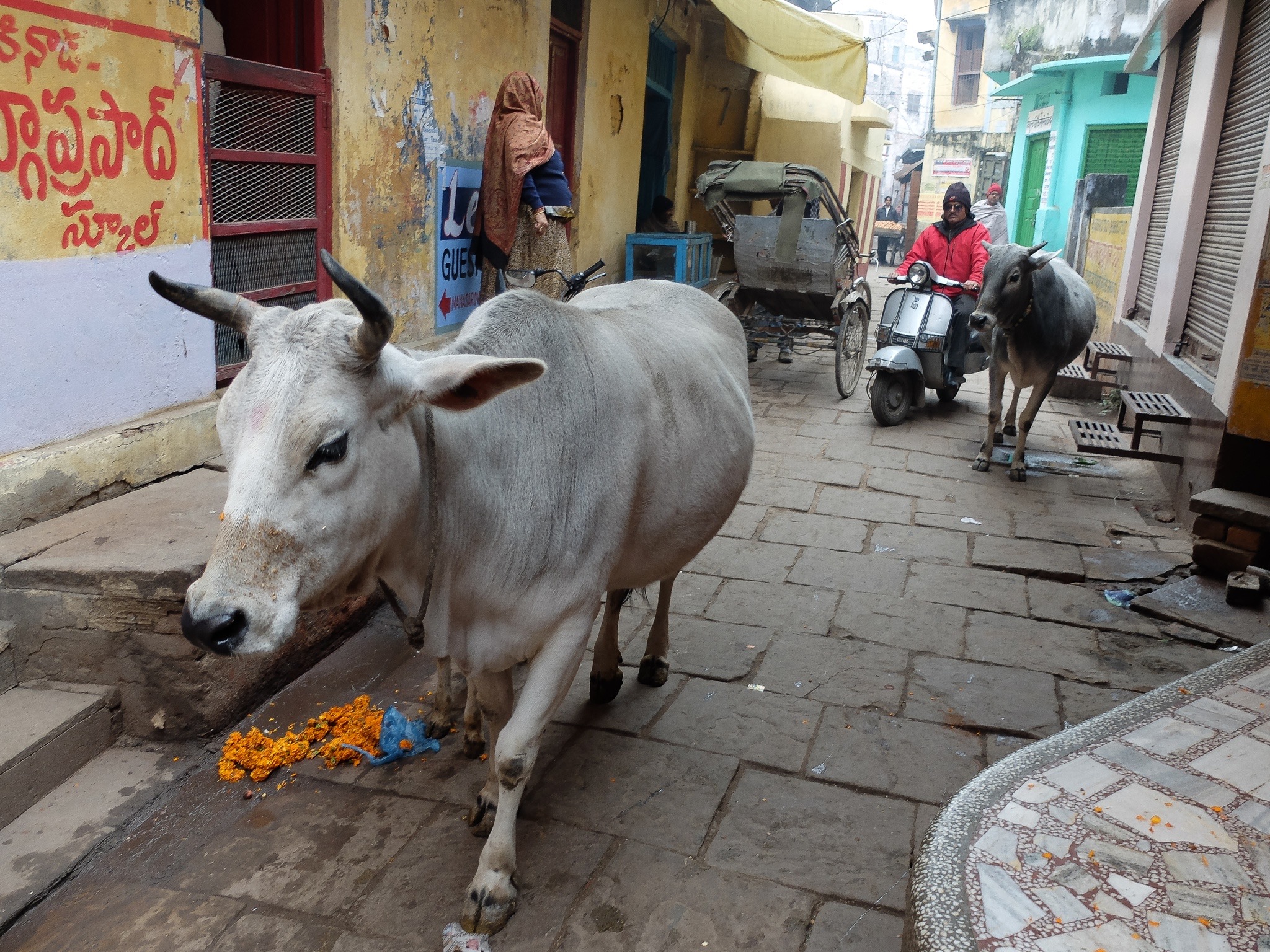 India_Jan_2014-1895.jpg