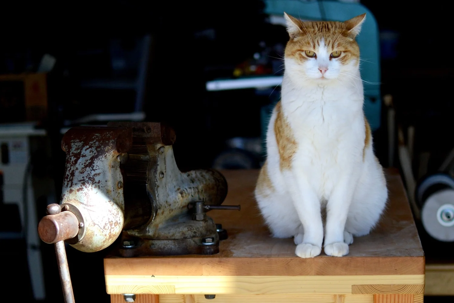 The cat wants you to know: We're coming soon! Expect amazing hand made wooden spoons, scoops, and more
