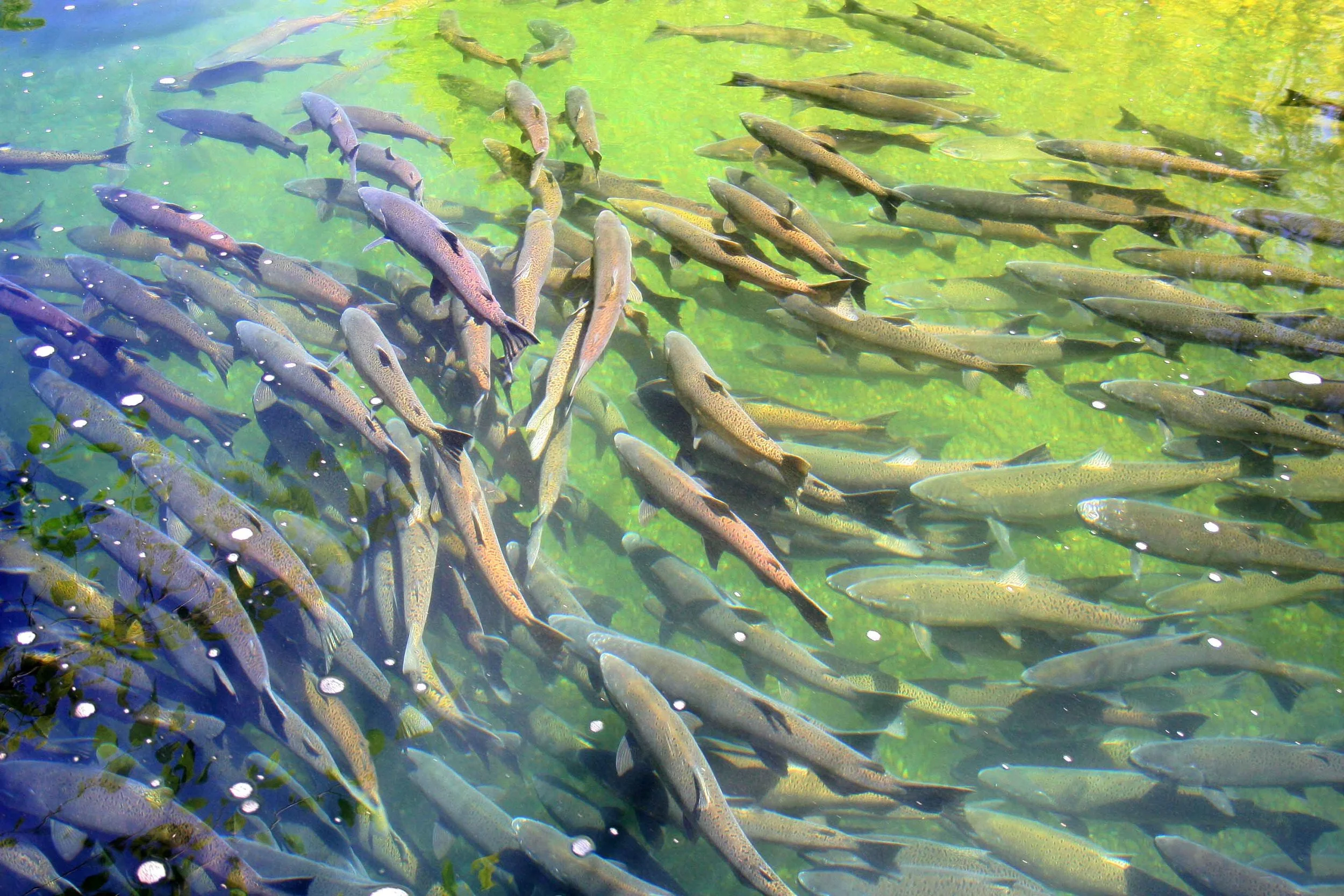 salmonjuly2012.jpg