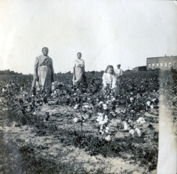 Granddaughter Georgia Watson in the cotton field with the Woodfolk family, c. 1911.