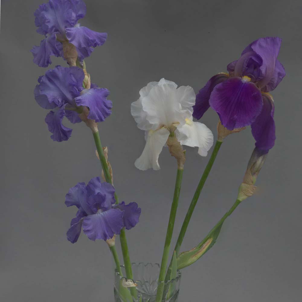 Iris Blue White and Purple 