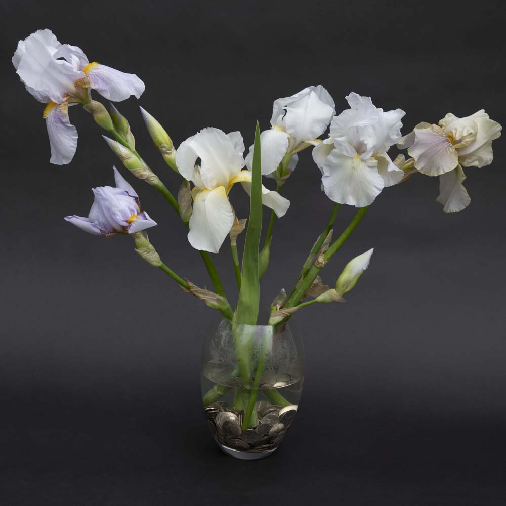 Irises White