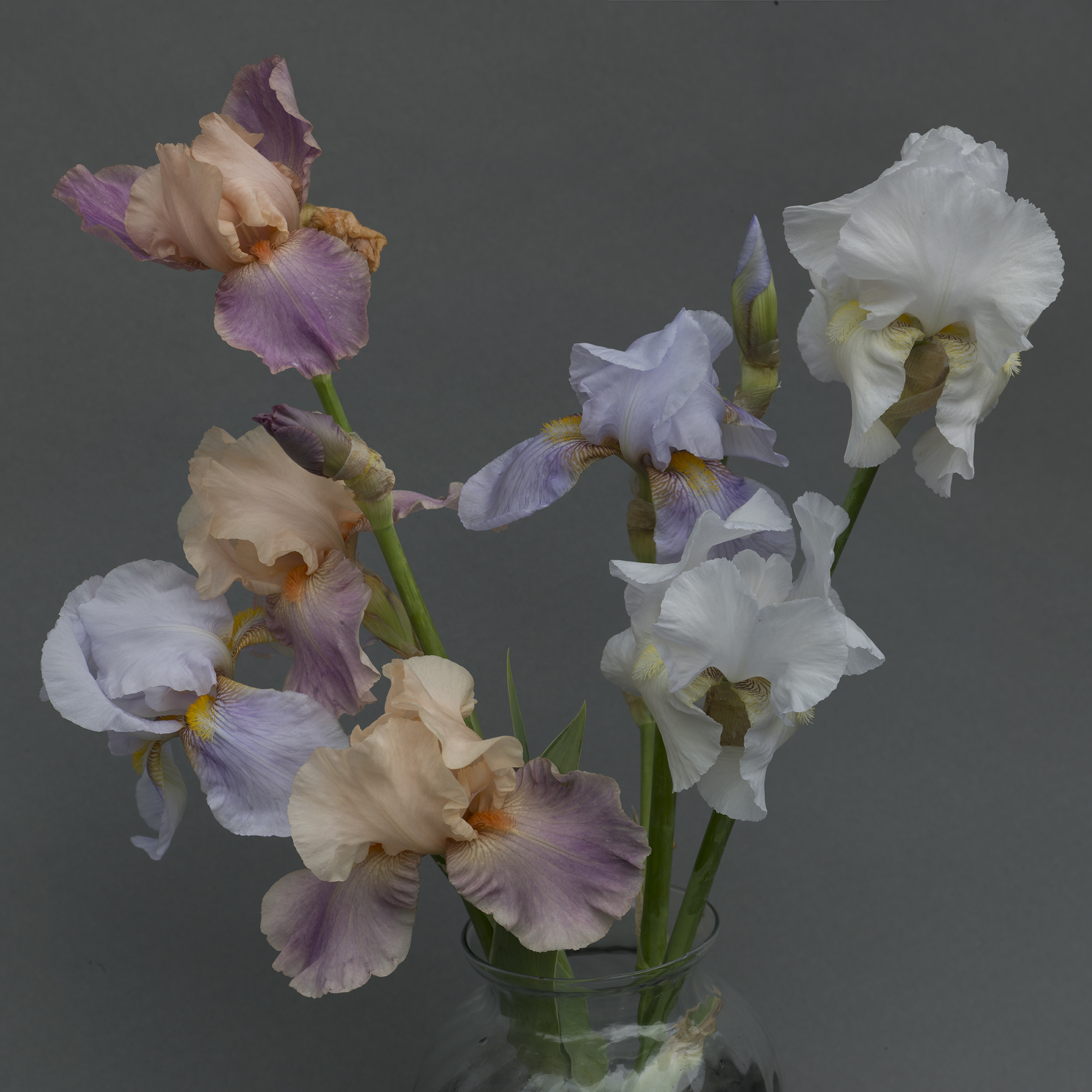 Iris Pastel