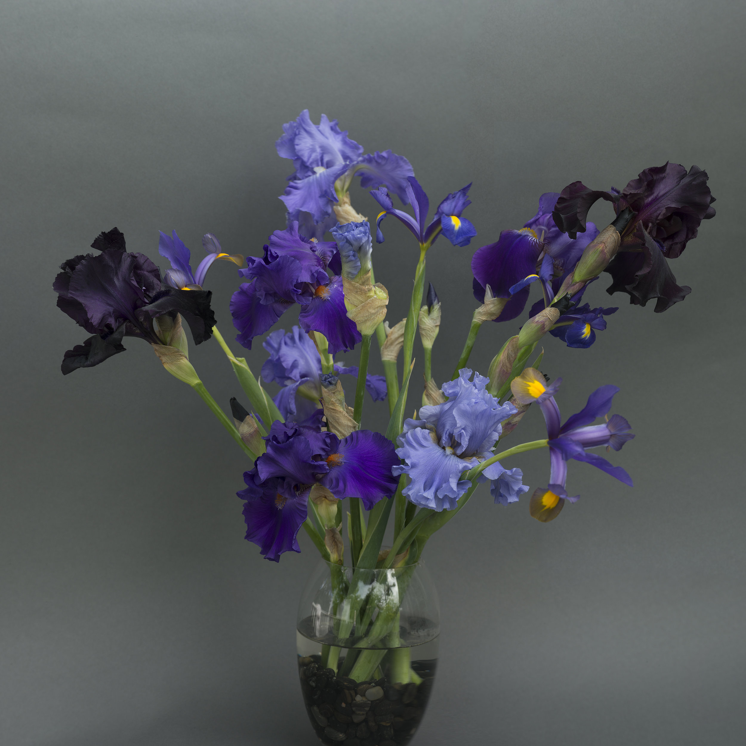 Iris Purple Blue Yellow