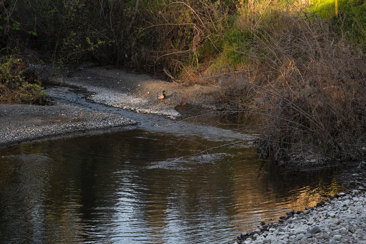 Napa River at Pope Street, March 2022